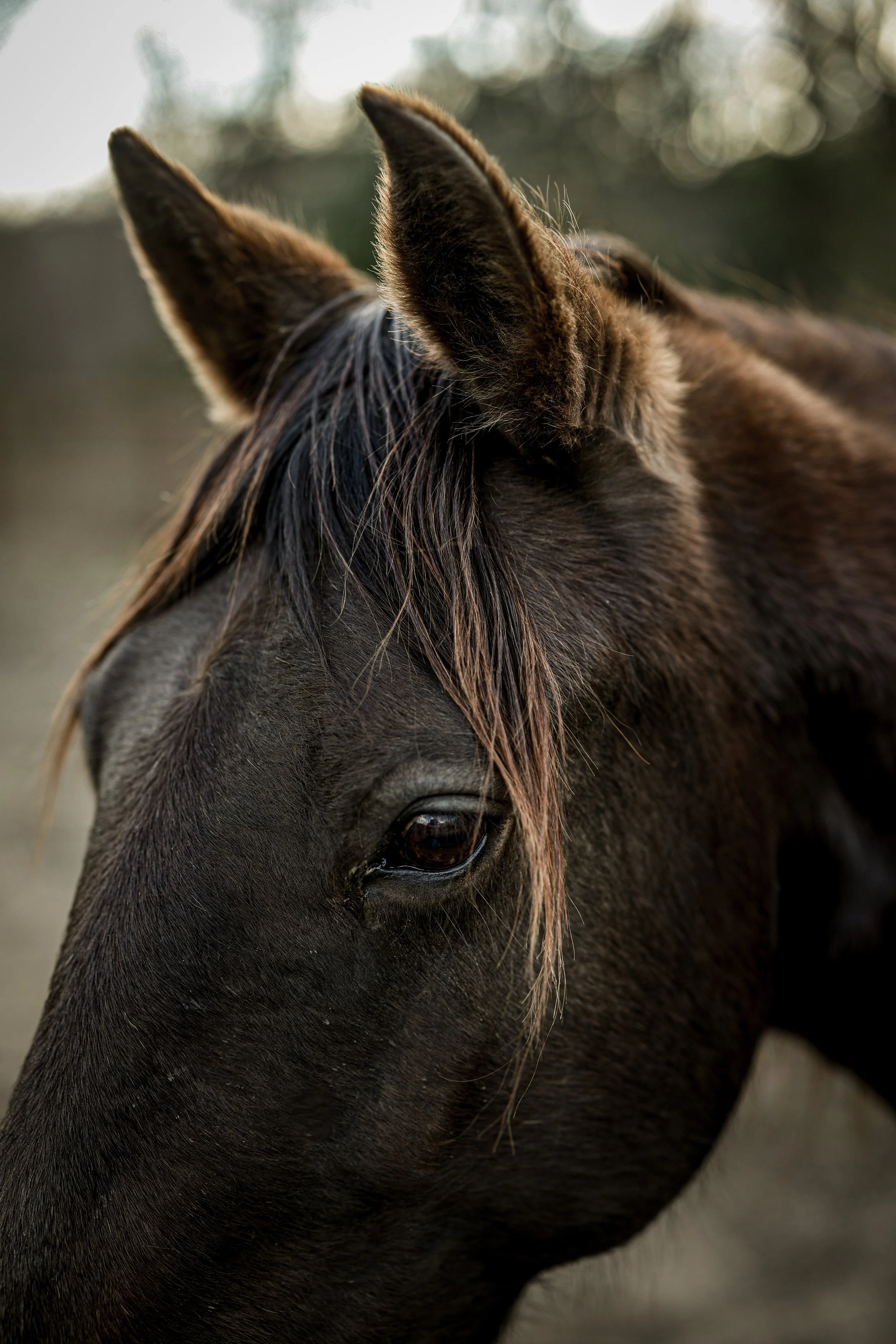 Close-up of a black horse's head with a brown mane, showing its eye and ears.