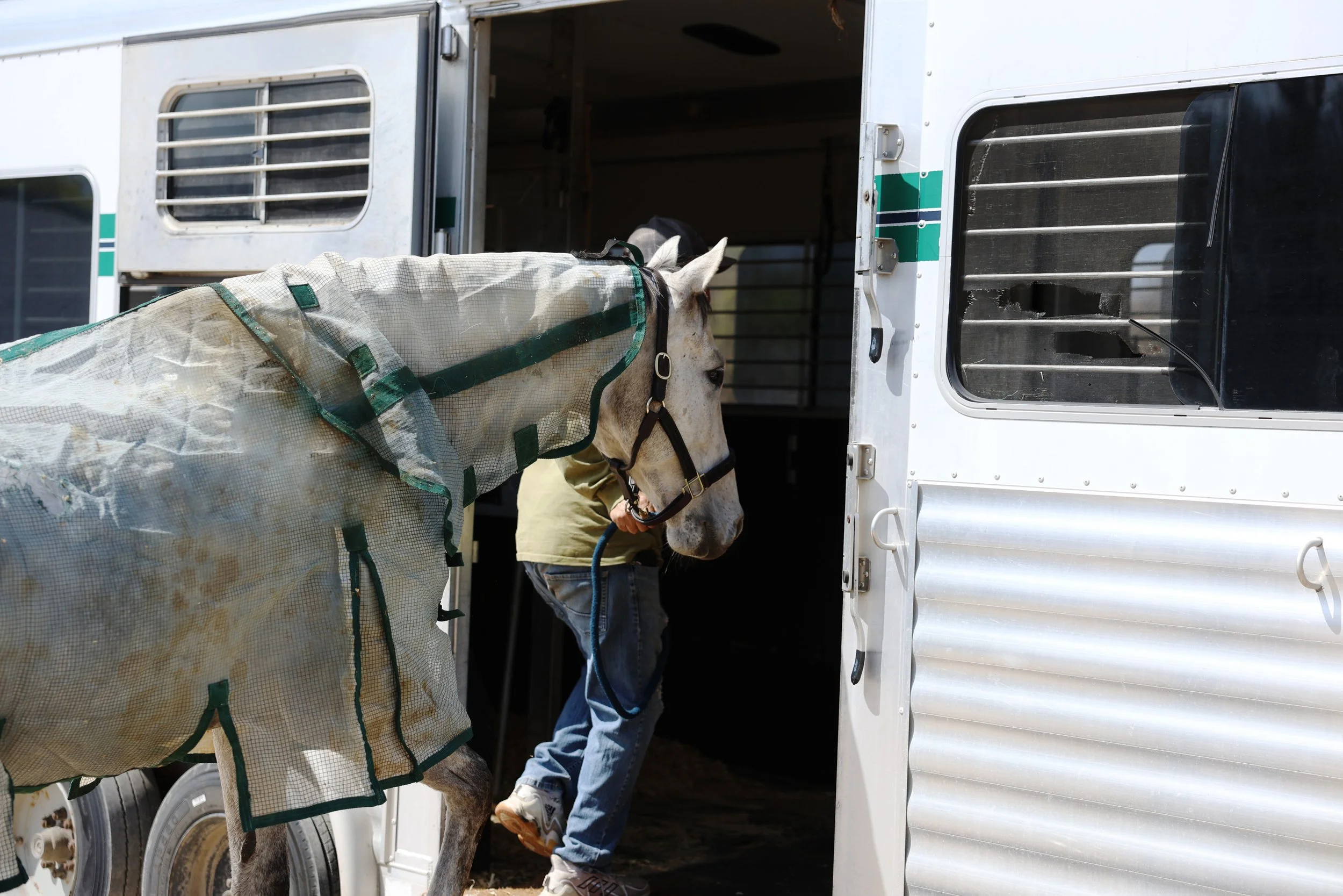 A person is leading a white horse into a horse trailer. The horse is wearing a protective blanket. The trailer has an open door and vents.