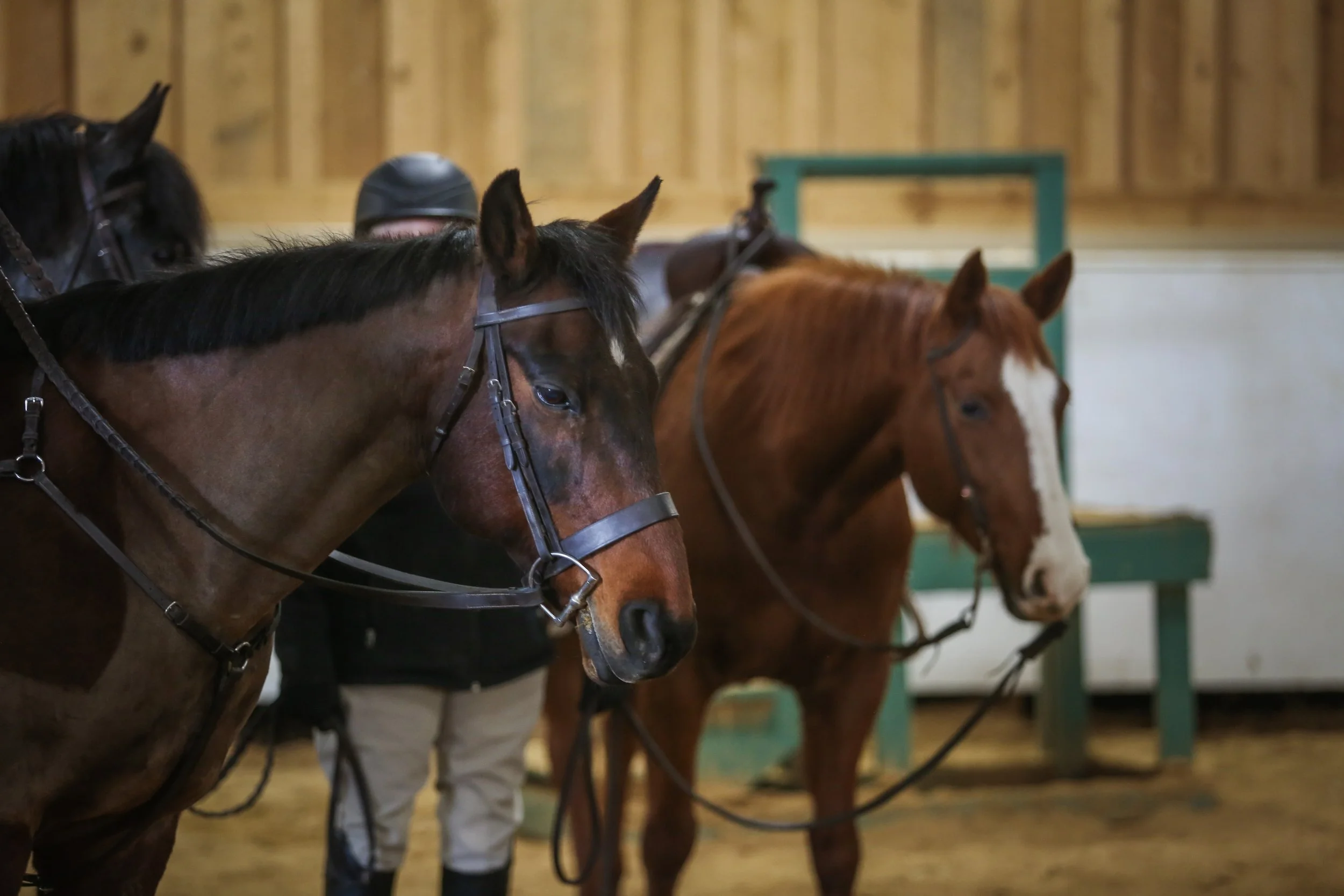 Three horses standing side by side in a stable with wooden walls; people in riding gear are partially visible behind them.