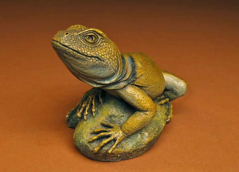 Small Collared Lizard