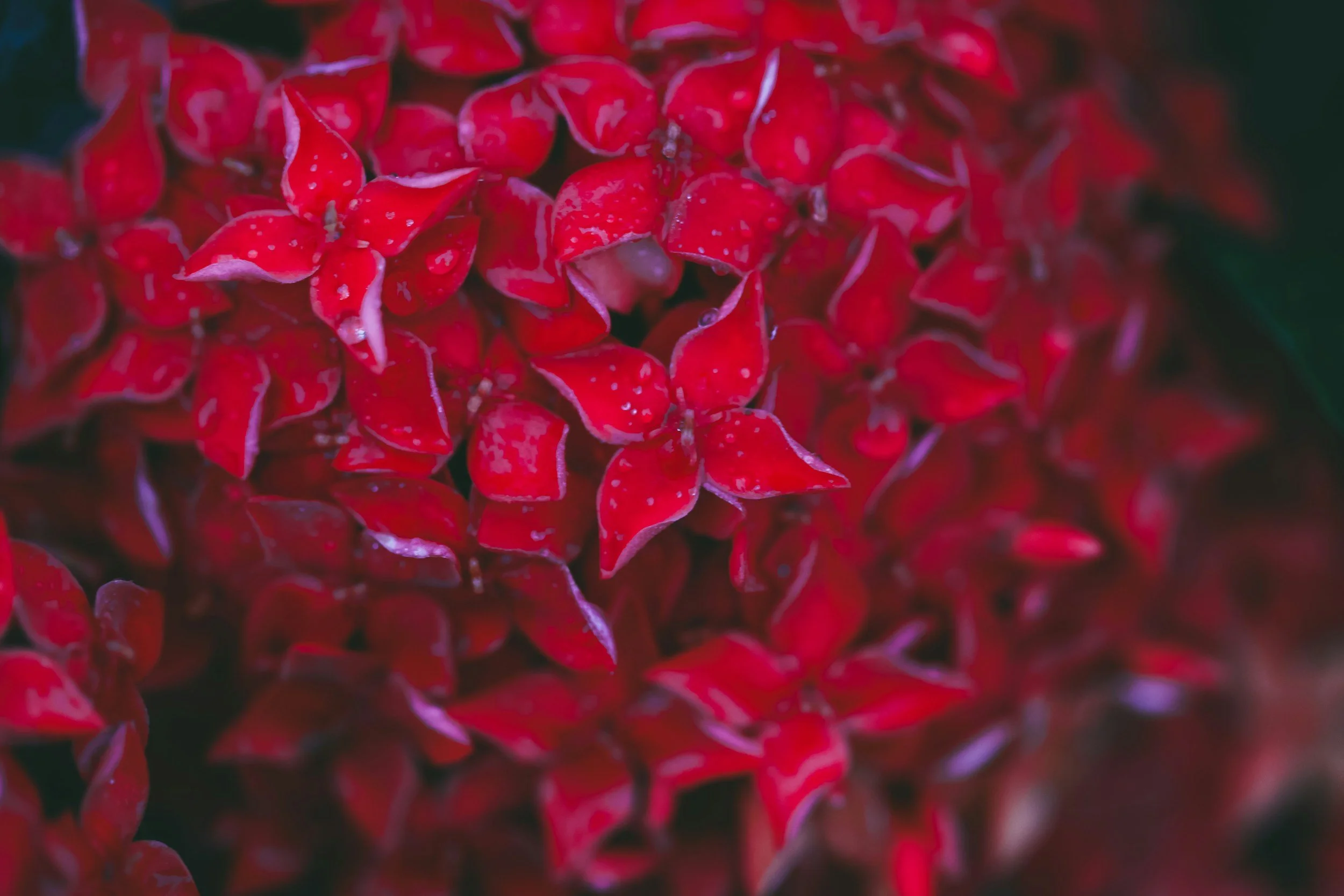 Dominic's RC Italian Restaurant | Dominic’s RC – Dine In, Take Out ...