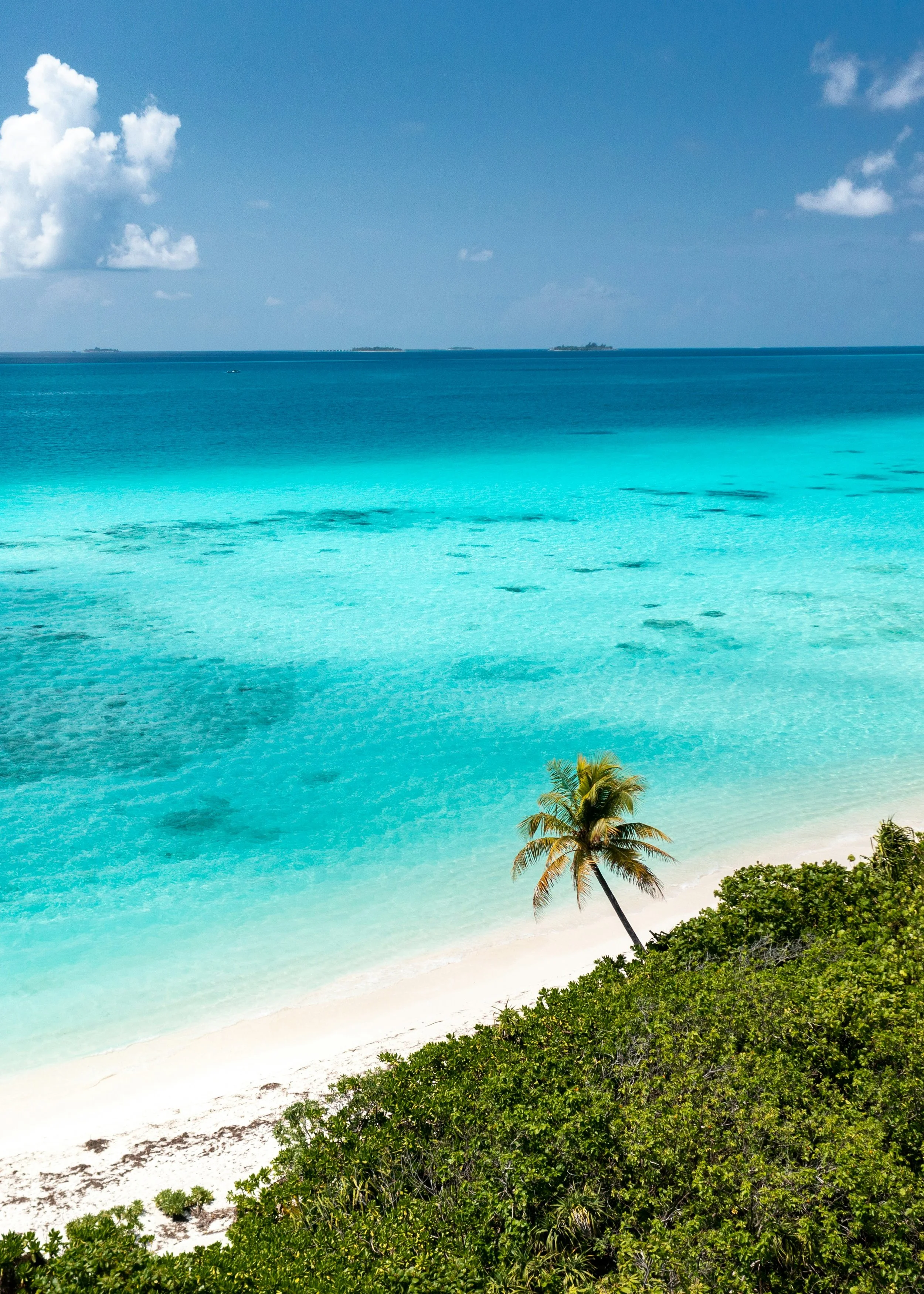 a single palm tree extending out over a caribbean beach with clear blue water and big ships in the far background