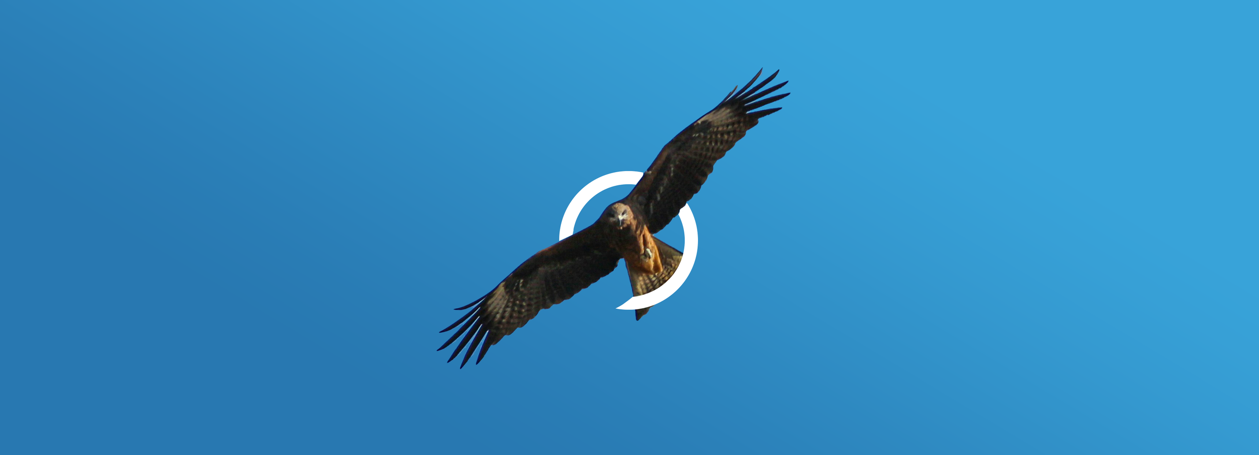 brown hawk soaring in bright blue sky and surrounded by a white circle