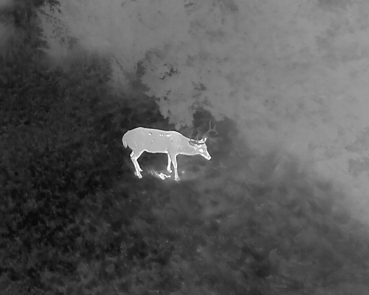 Thermal image of a deer in a forest at night, with the deer appearing in bright orange and the background in shades of blue.