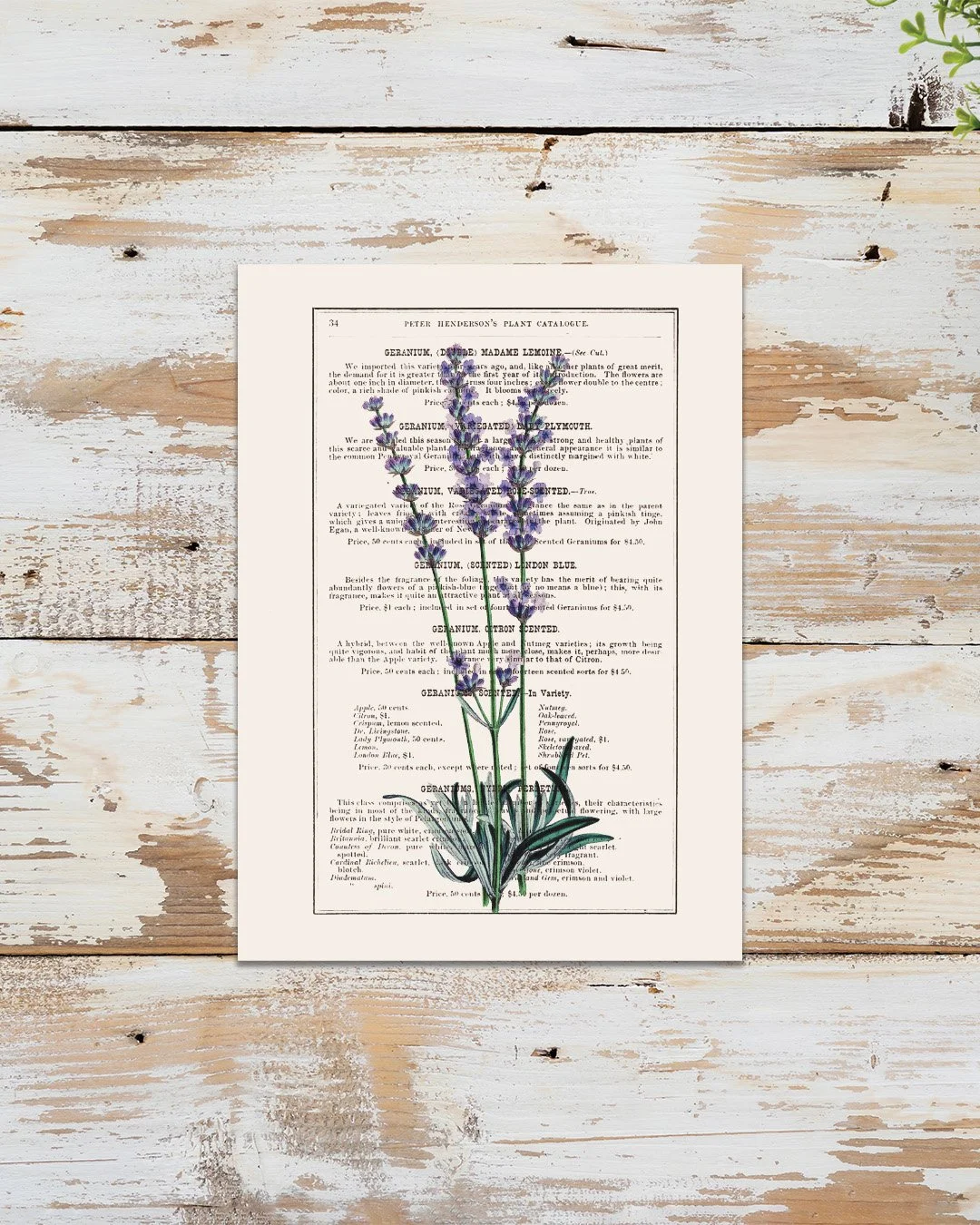 lavender.jpg