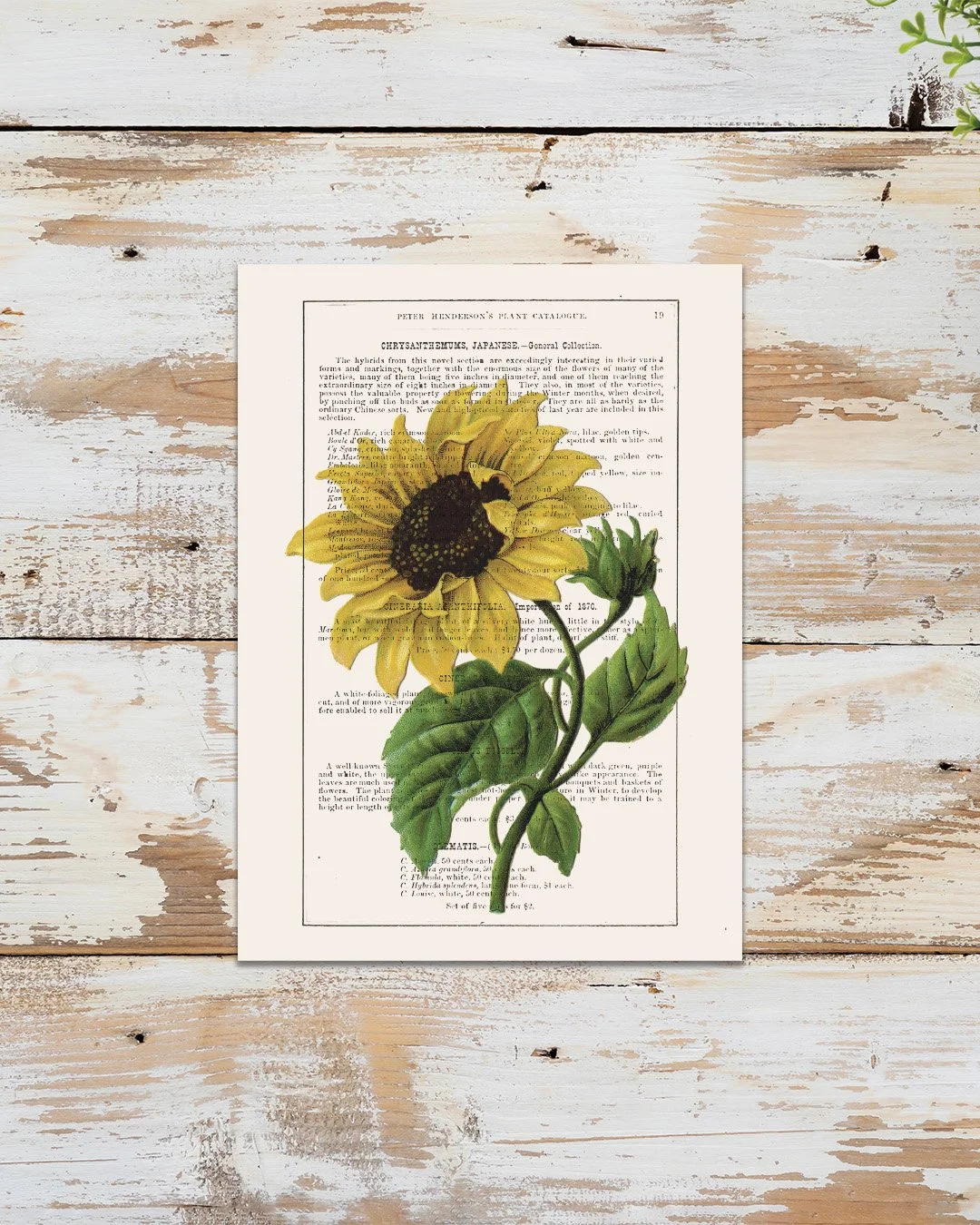 sunflower.jpg