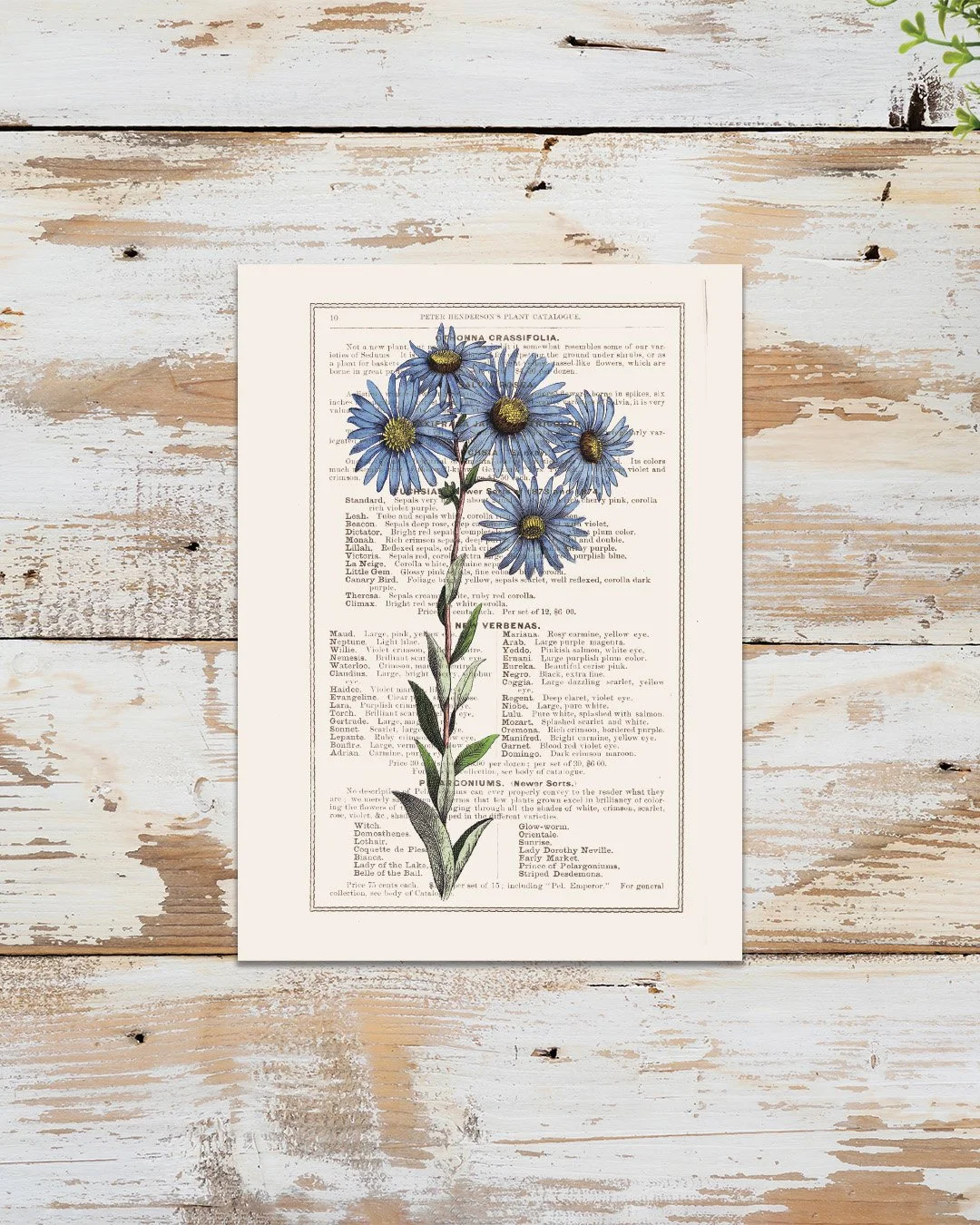 Vintage Floral Catalogue Prints