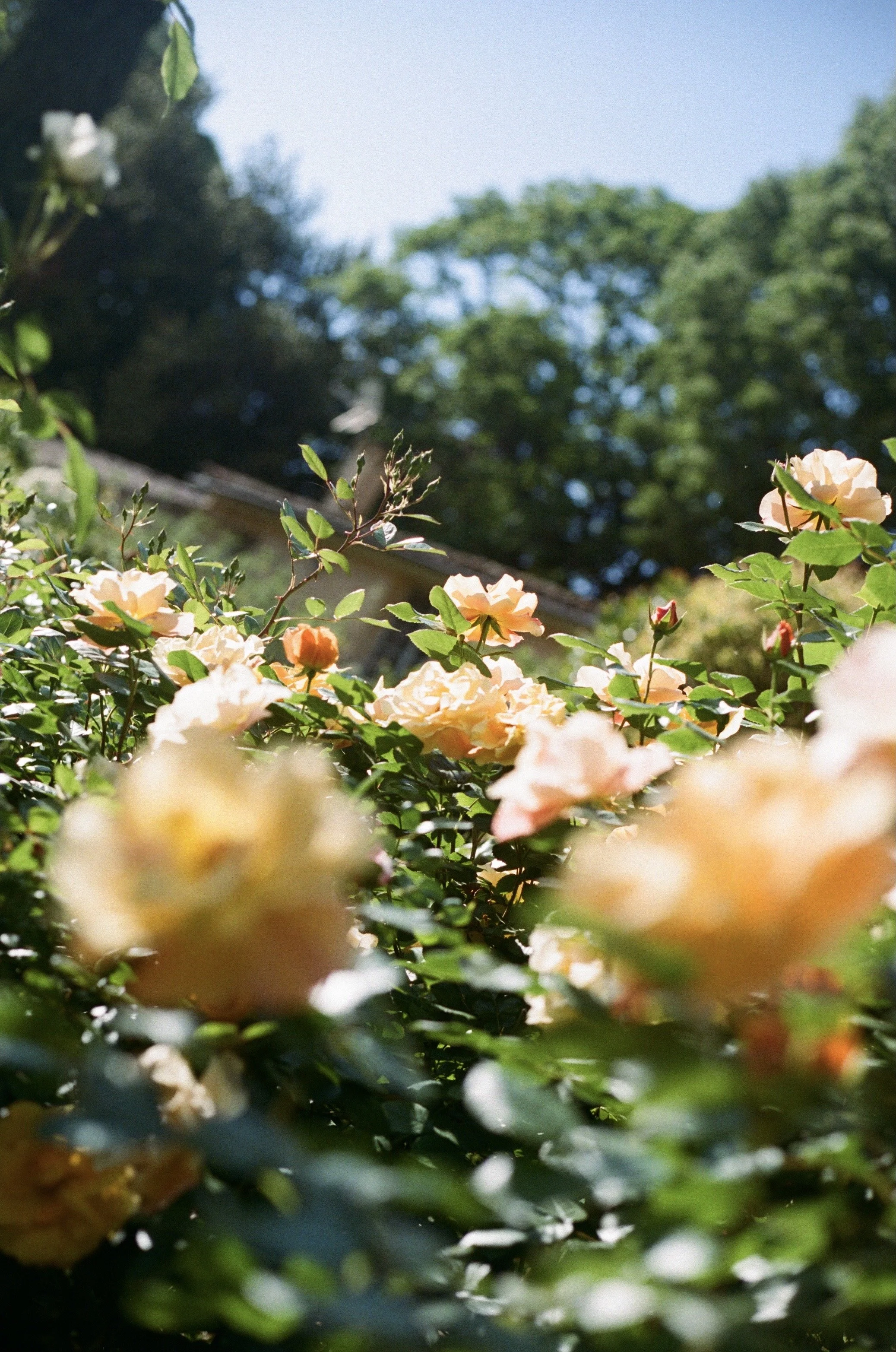 Jardins du Pavillion Vendome