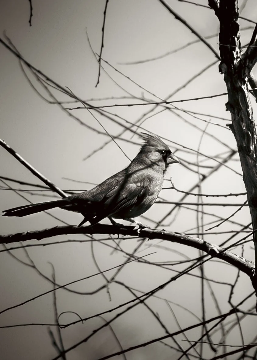 "Cardinal" 
2025