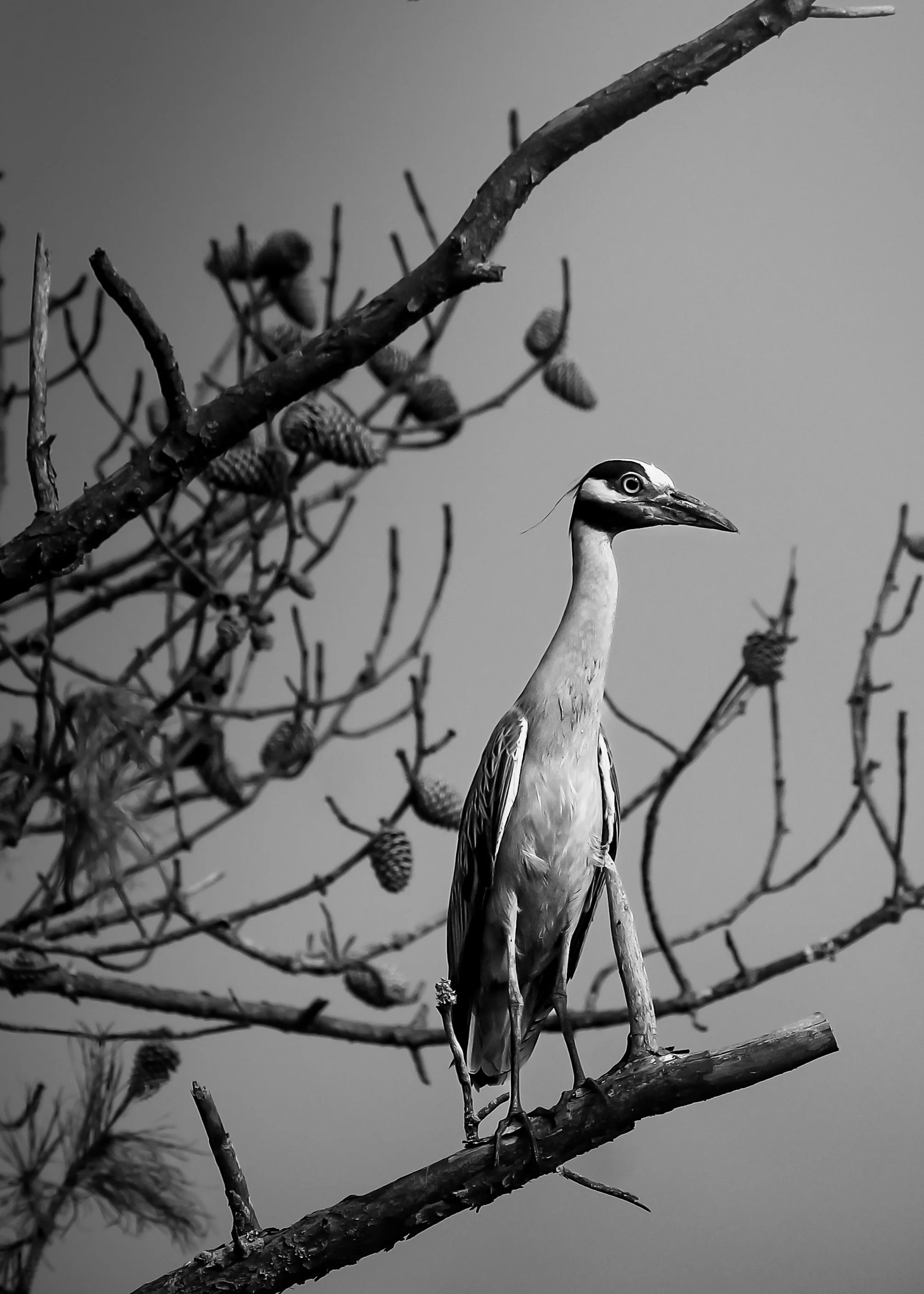 "Yellow Crowned Night Heron" 
2025