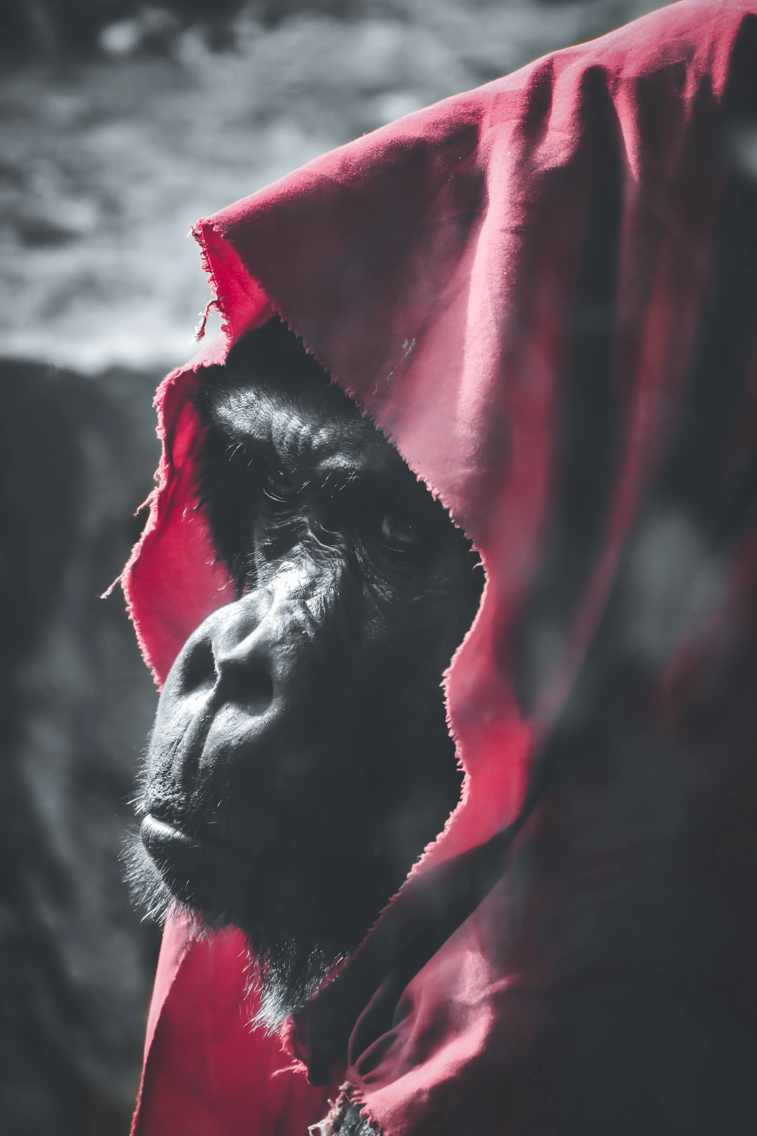 "Mwelu" 2022