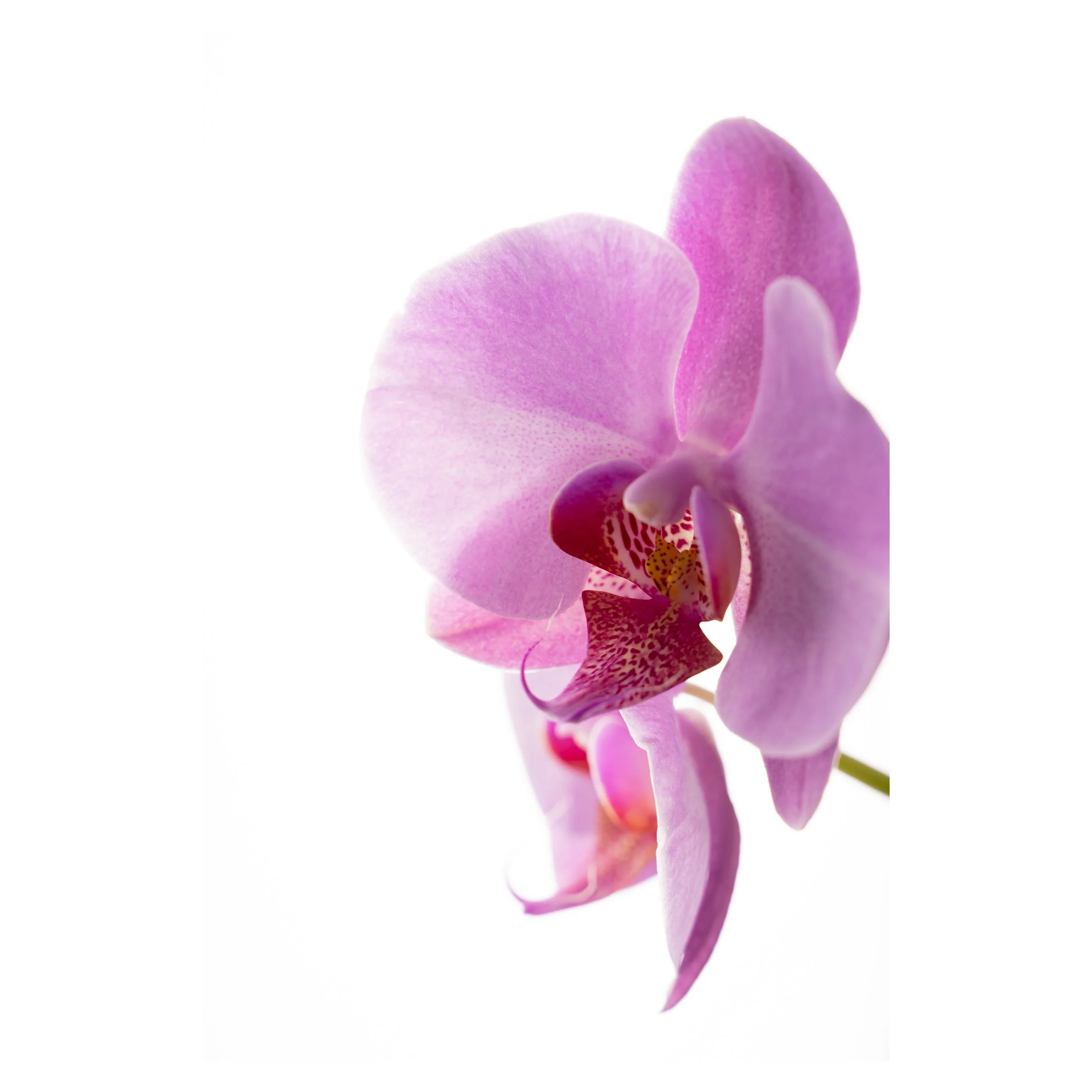 Orchids.jpg