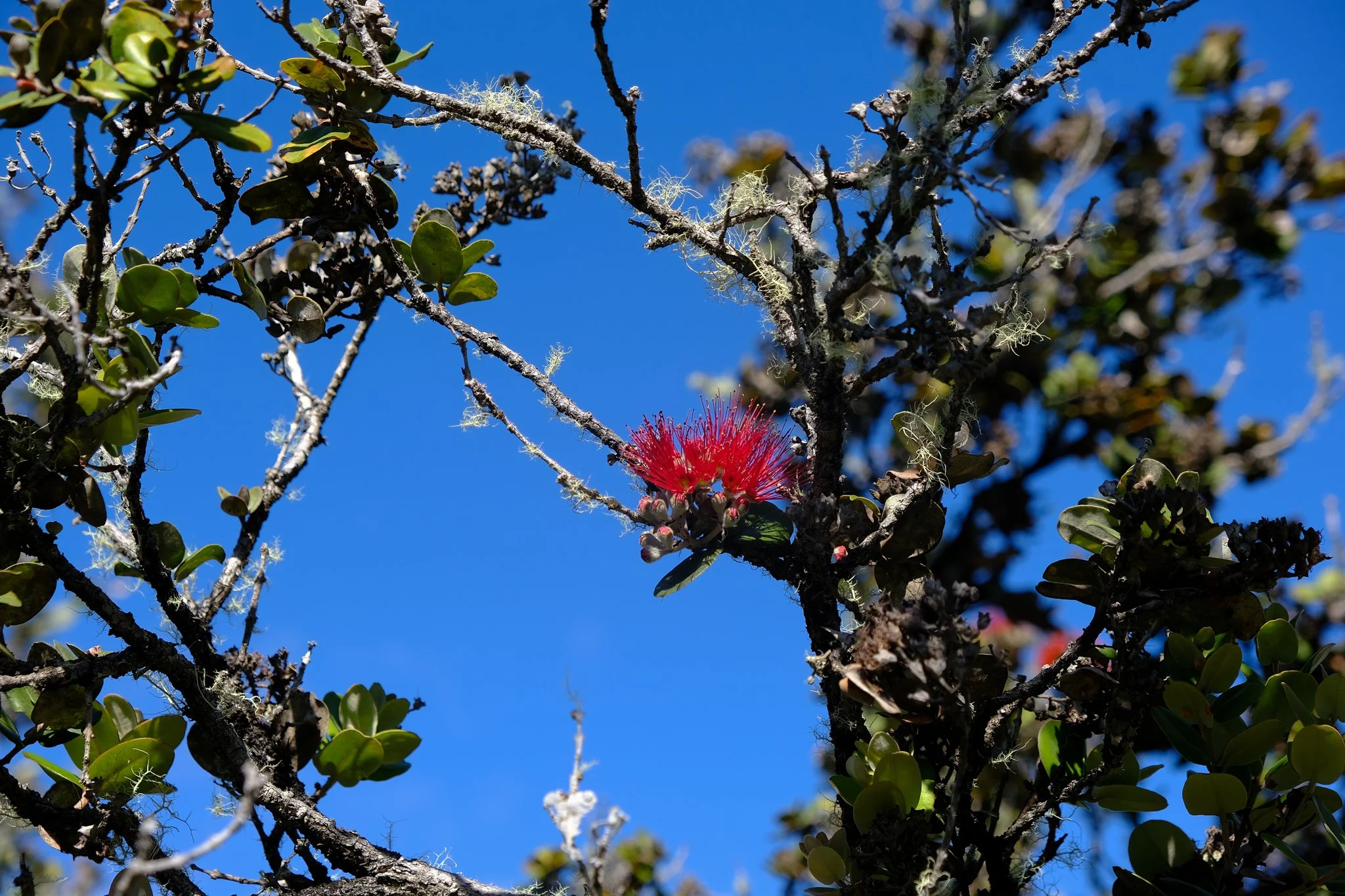 DSCF5990.jpg