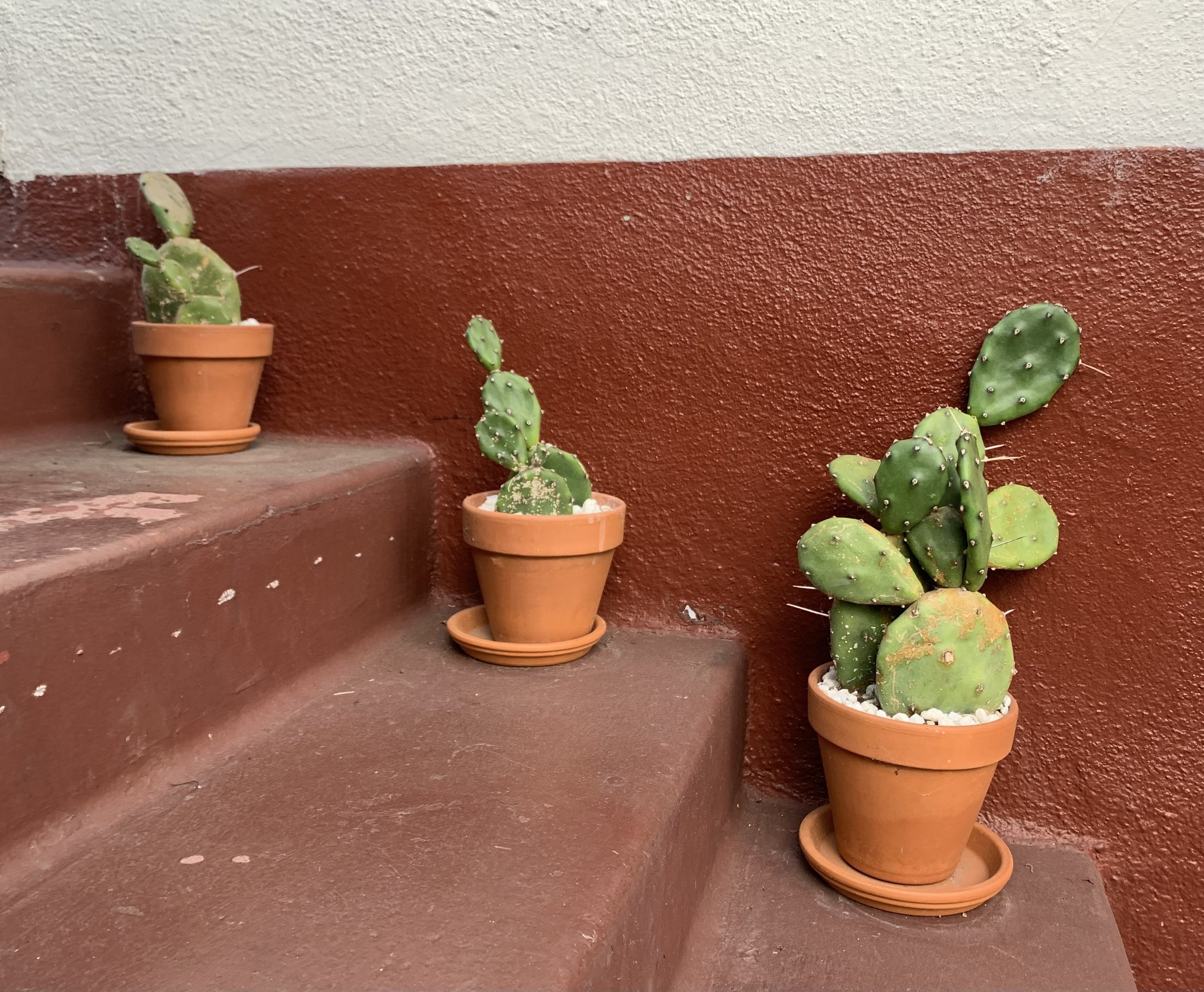 Three potted cacti on brown stairs near a painted wall.