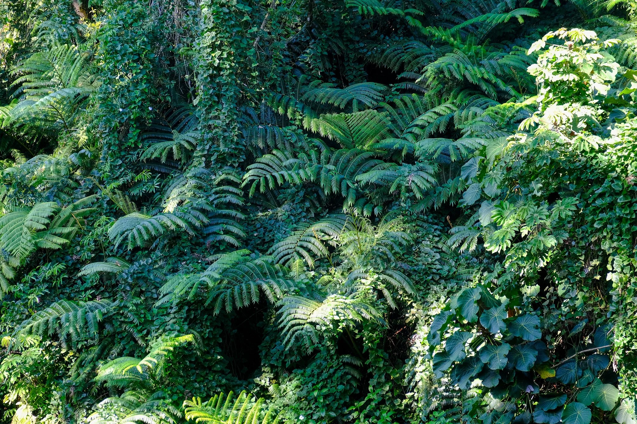 DSCF6271.jpg