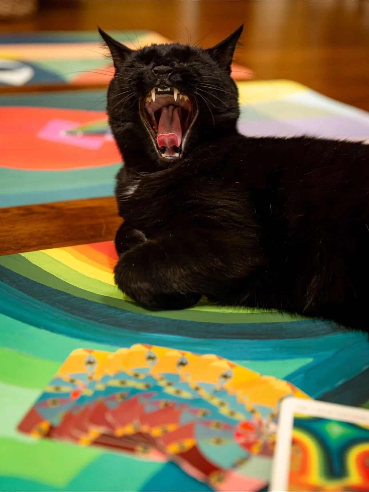 *Caption This* 
For context, Juju has pulled the “Boundaries” card 🐈‍⬛ 
📸 @lkrphoto