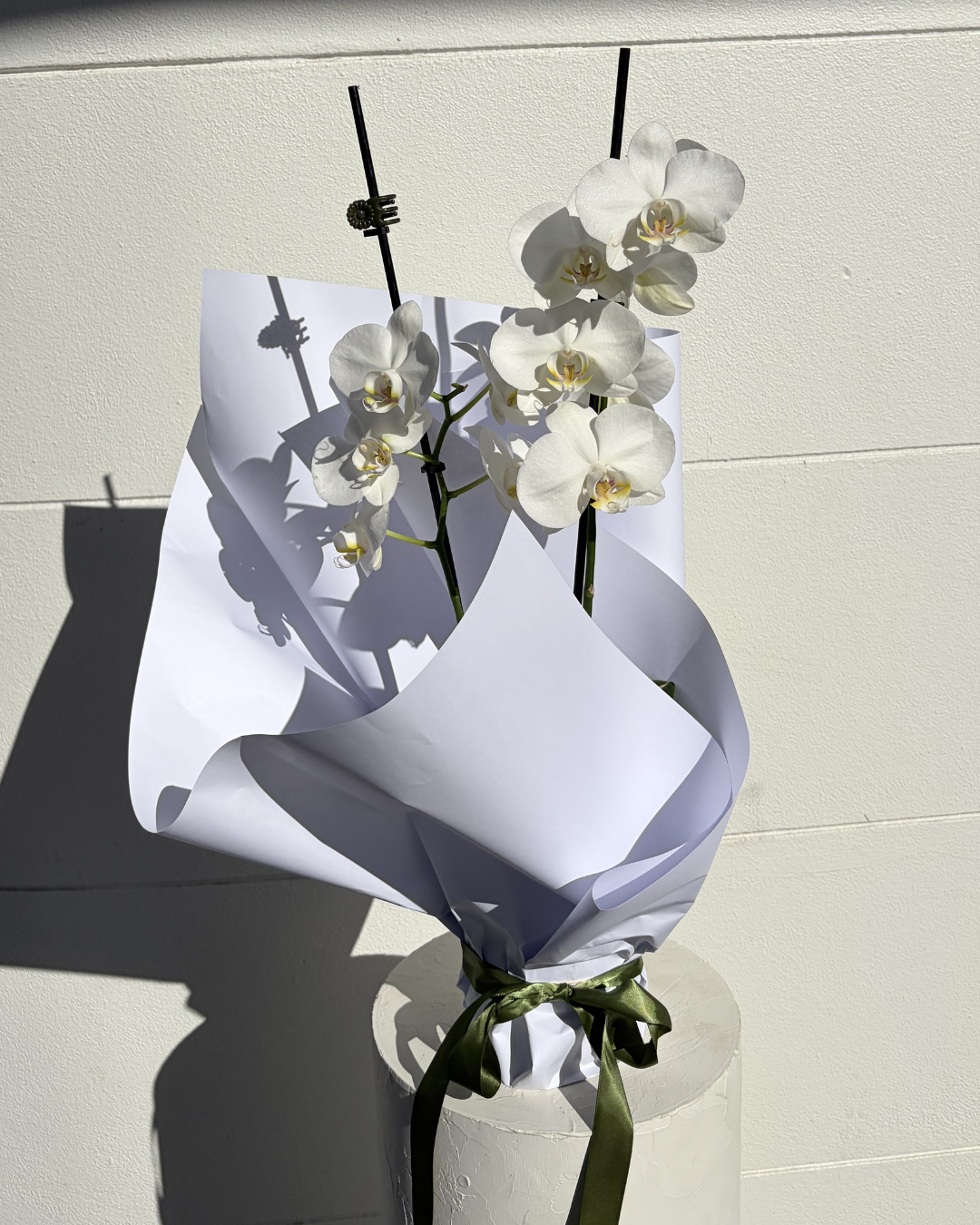 Potted Orchid