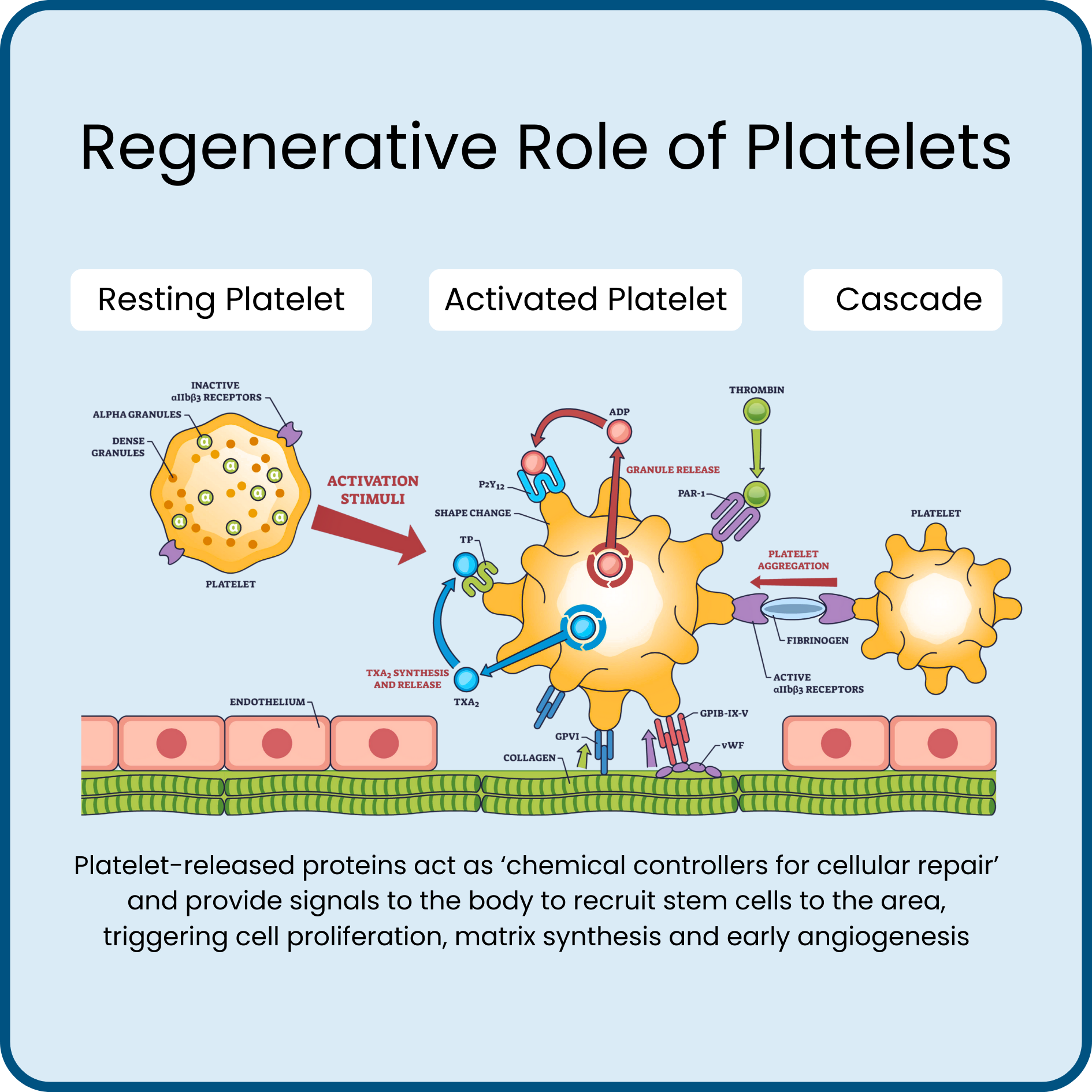Platelet rich plasma therapy for tissue regeneration