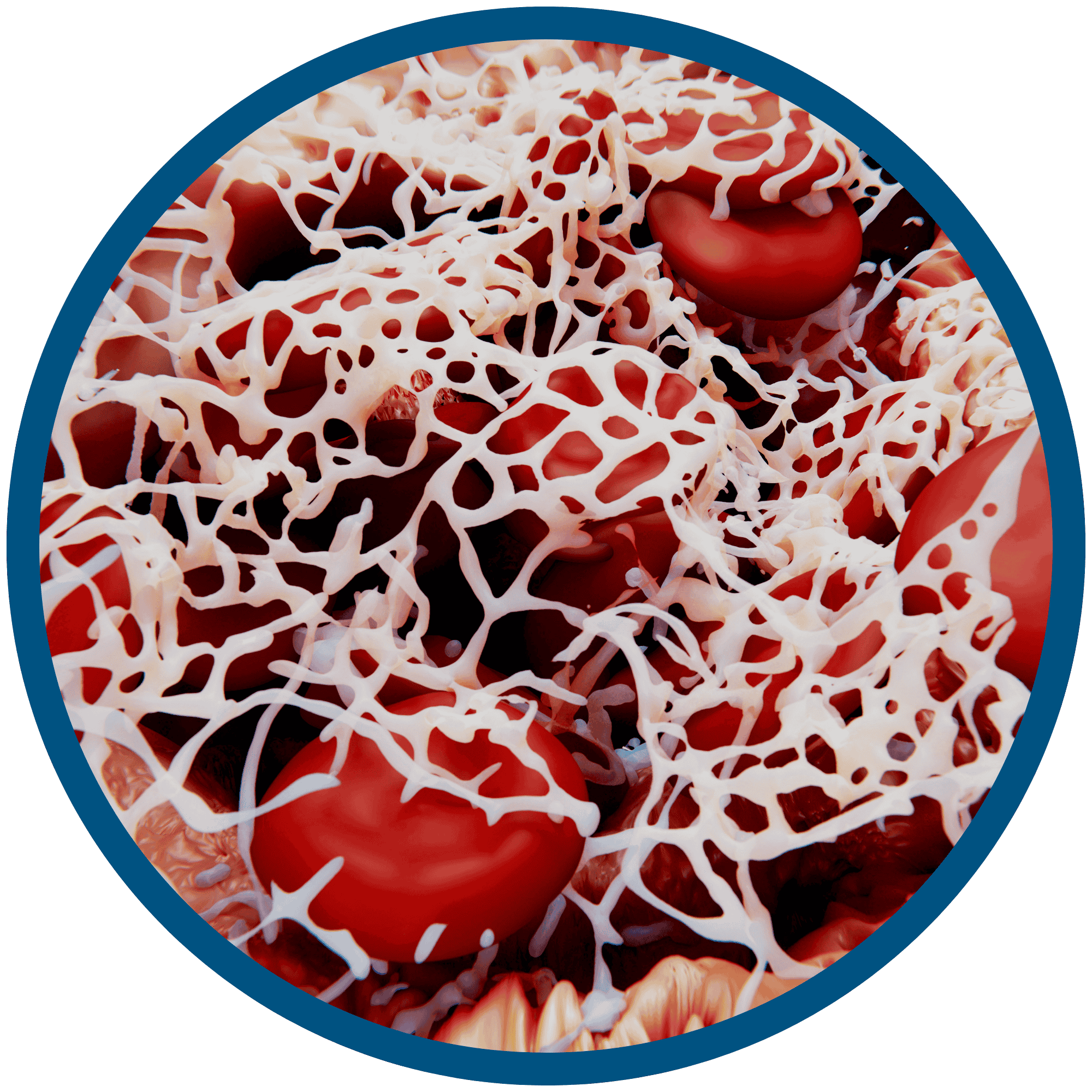 High platelet dose advanced PRF system Australia, forming fibrin matrix