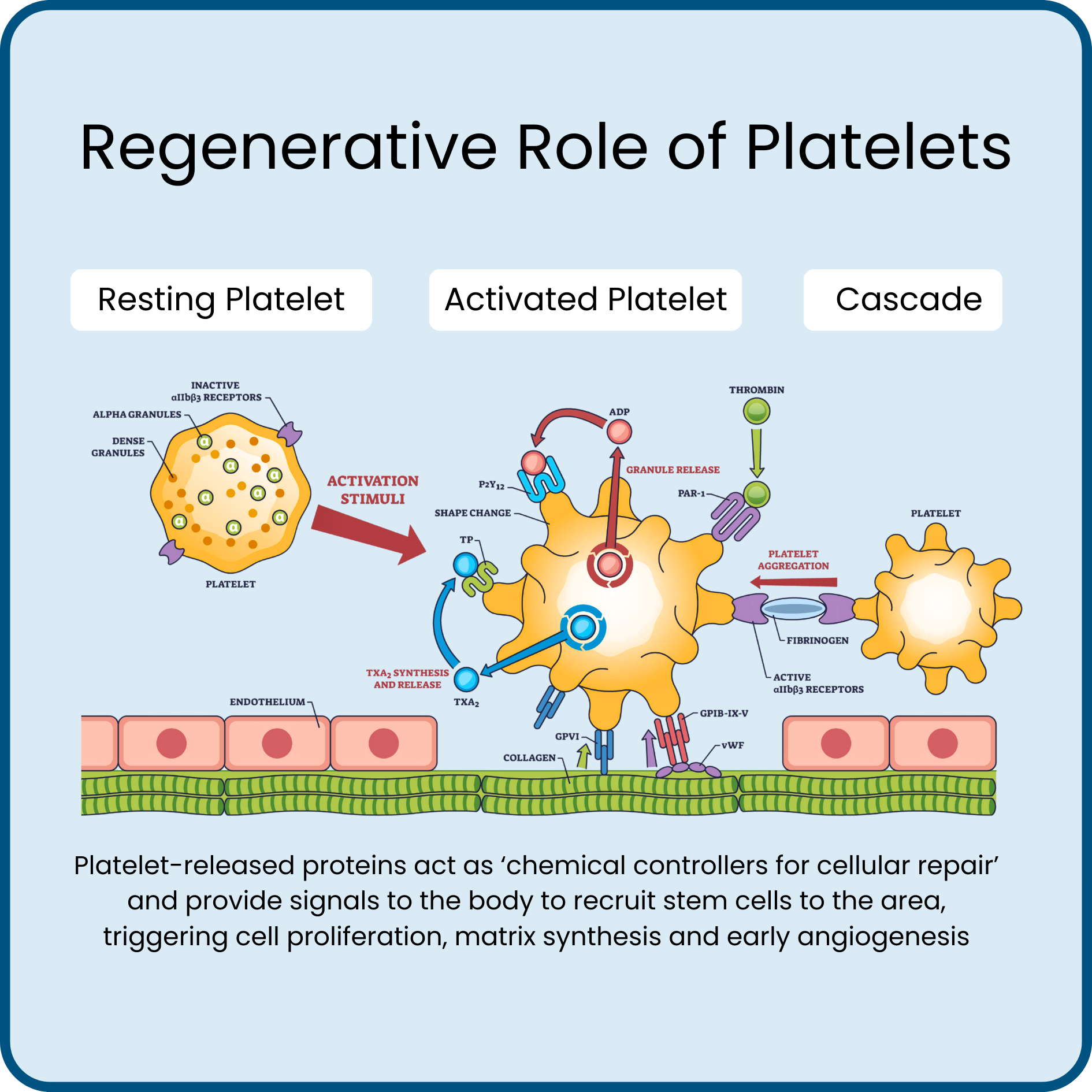 Best ARTG listed musculoskeletal PRP system Australia
