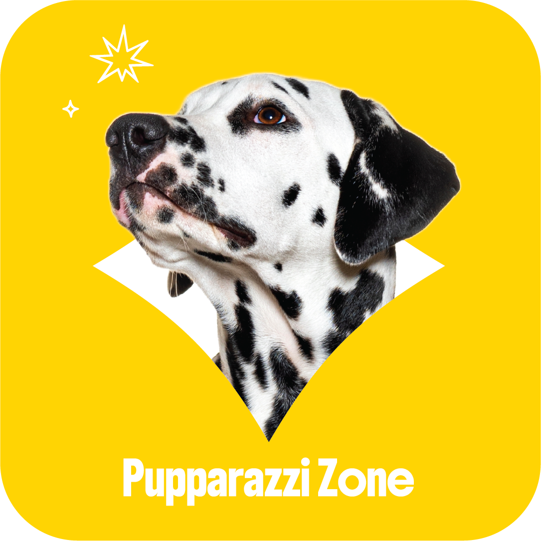 A Dalmatian dog with black spots on a yellow background, with white comic-style starburst and sparkle graphics, and the text 'Pupparazzi Zone' at the bottom.