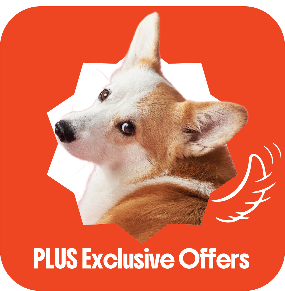 A dog peeking through a torn paper background with a cartoon wing and the text 'PLUS Exclusive Offers' in bold white letters.