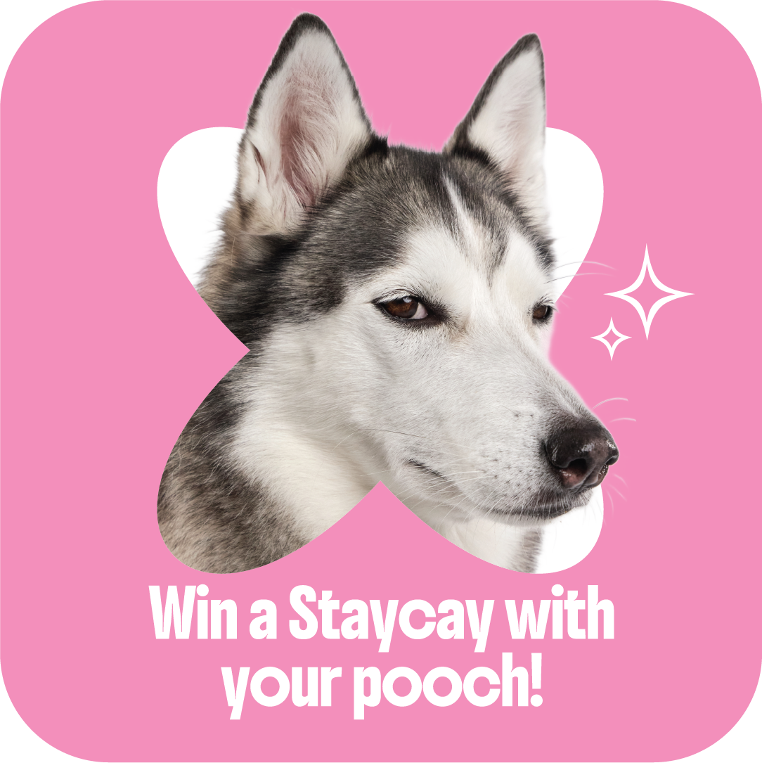 A promotional graphic with a pink background featuring a Siberian Husky's face inside a pink flower shape. The text reads, "Win a Staycation with your pooch!" and includes a white heart shape and star sparkle accents.