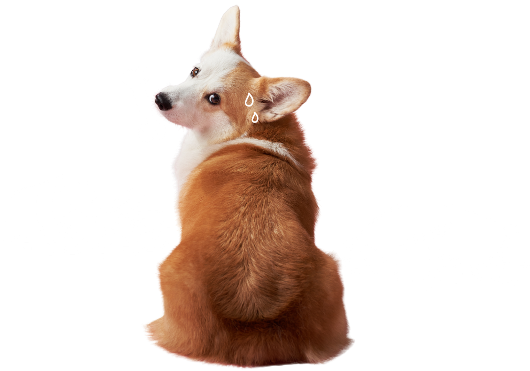 Corgi dog sitting with a sad expression and sweat drops on its face.