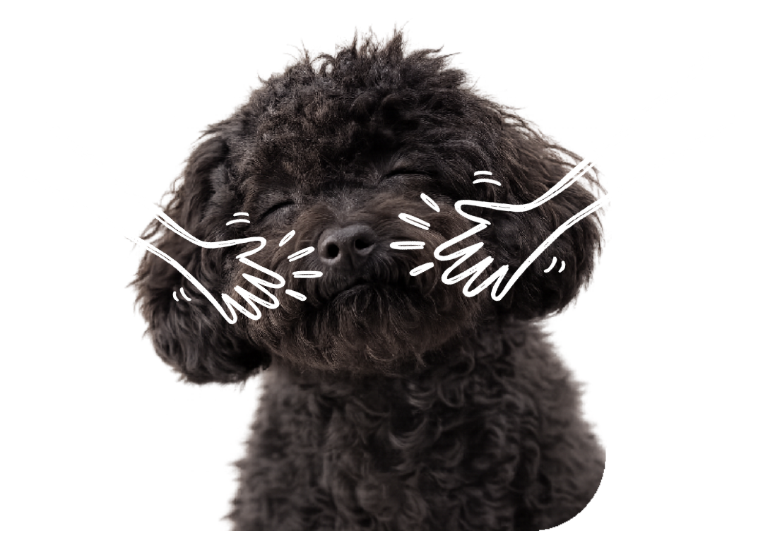 A black, curly-haired dog with its eyes closed appears to be crying. White illustrated hands are wiping its cheeks, indicating it is crying or upset.