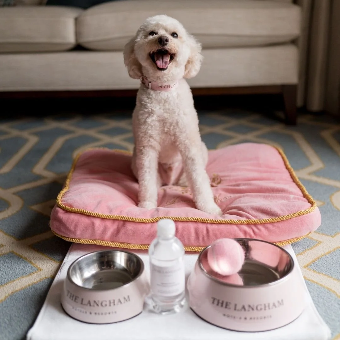 A cheerful small white dog sitting on a pink cushioned pet bed with a pink collar, in front of two silver pet bowls, a bottle of water, and a pink pet ball, on a decorative carpet in a living room.
