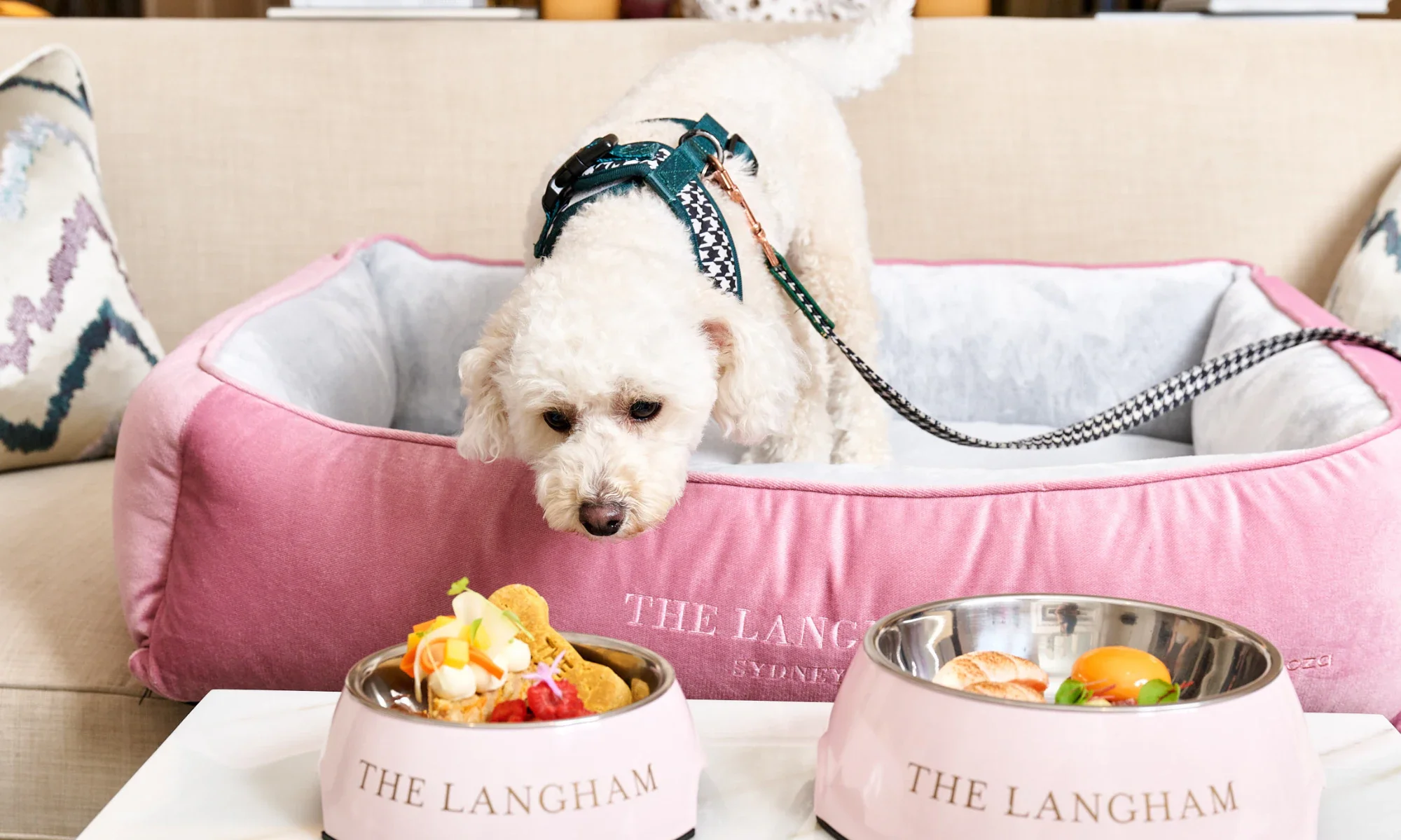 A small white dog with curly fur sniffing food in two pink bowls on a table. The dog is in a pink cushioned pet bed with 'THE LANGHAM SYDNEY' embroidered on it, placed on a beige sofa with decorative pillows.