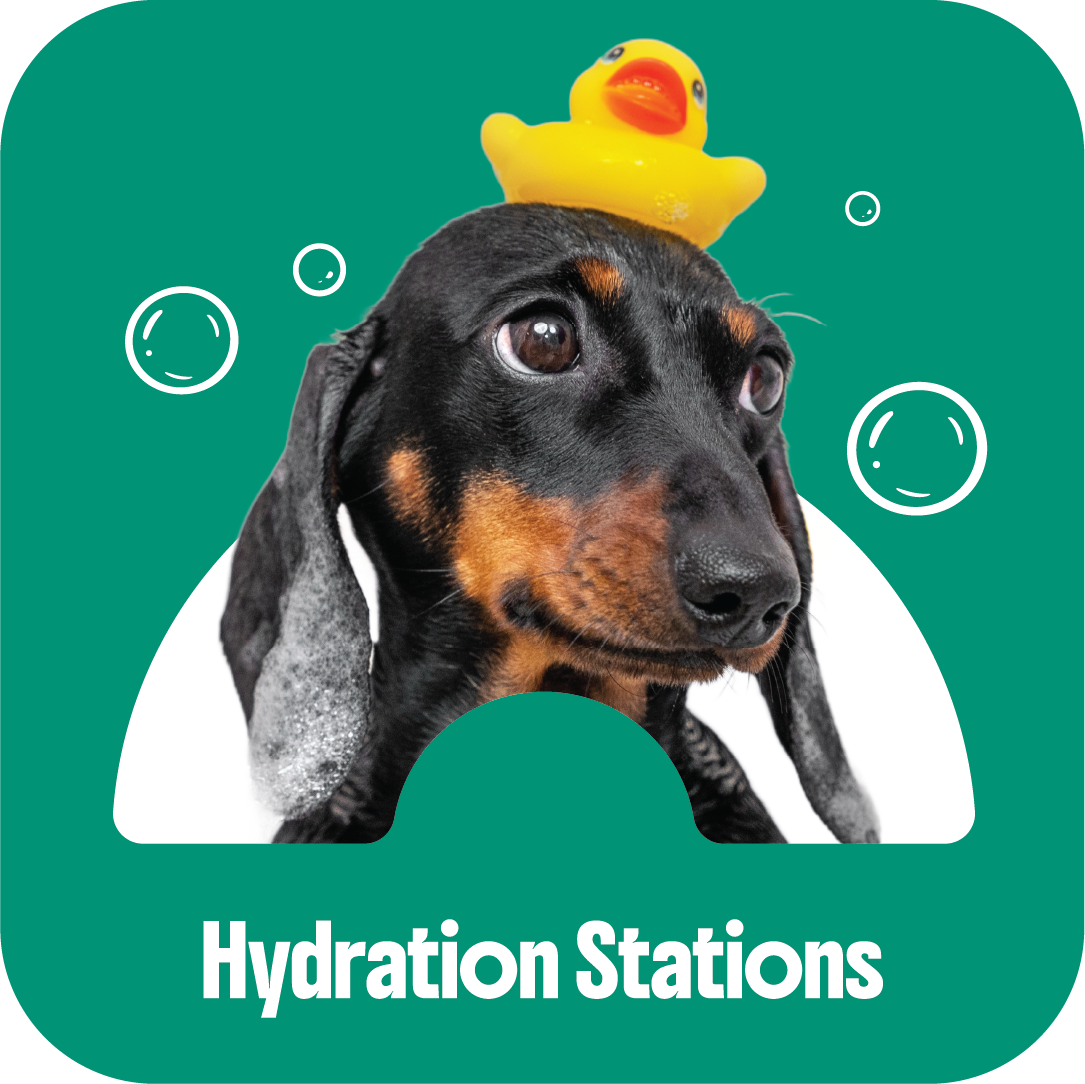A graphic featuring a black and tan dog with soap on its ears, a rubber duck on its head, and bubbles around it, labeled 'Hydration Stations'.