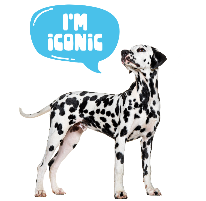 Dalmatian dog with a speech bubble that says "I'M ICONIC."
