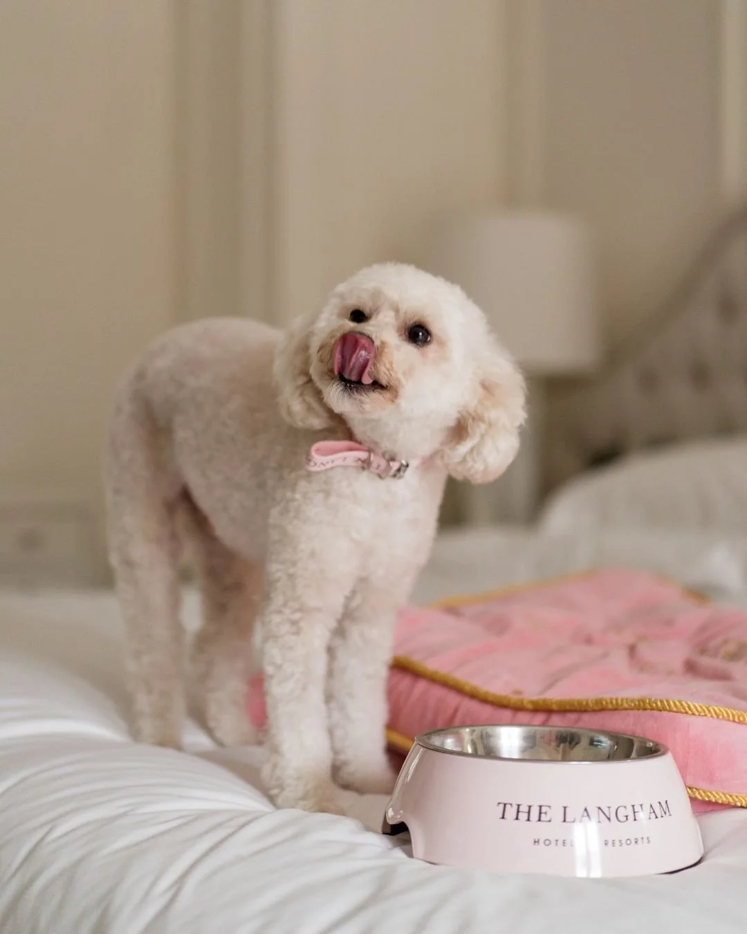 A cute dog with curly cream-colored fur standing on a bed, licking its nose, with a pink collar and a hotel water bowl nearby.