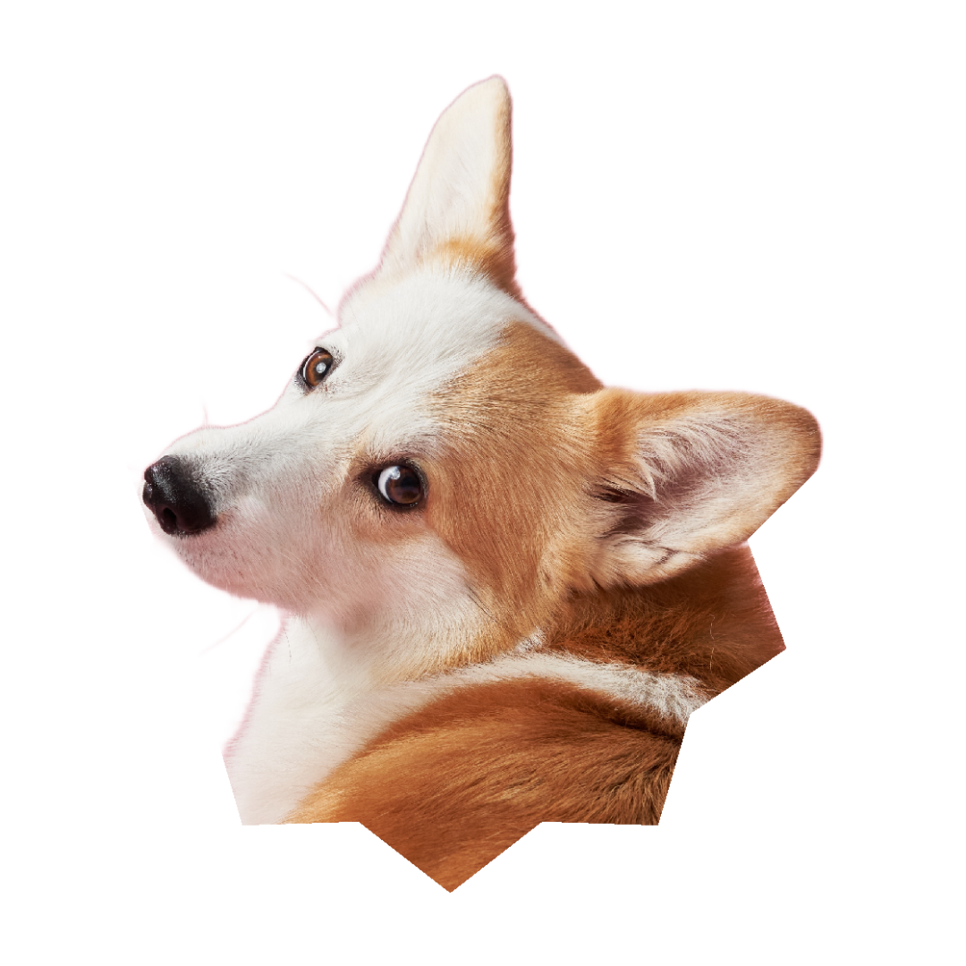 Close-up of a dog with white and light brown fur, looking over its shoulder.