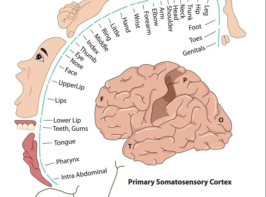 homunculus-909x675.webp