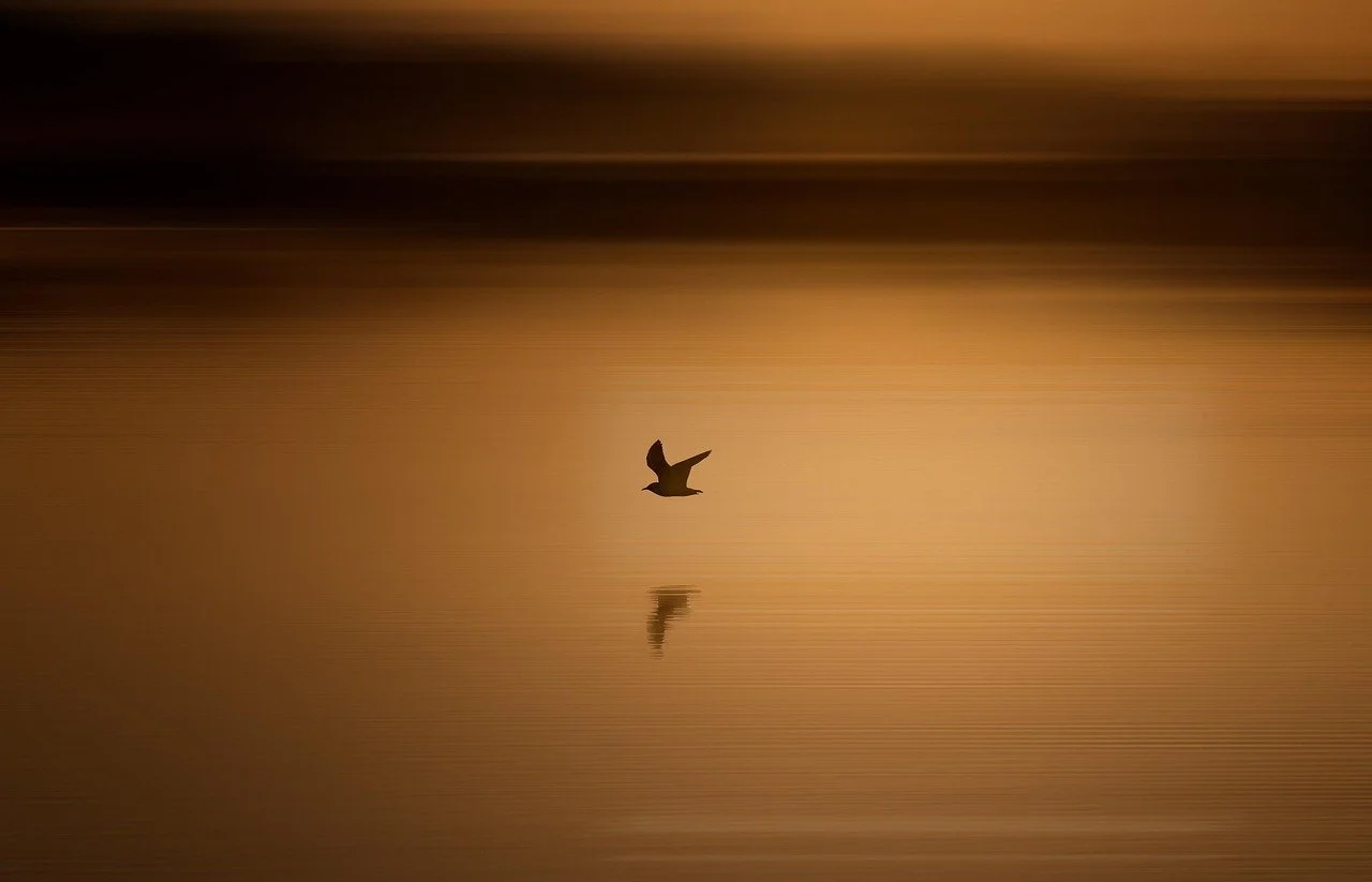 Somatic Therapy - Embodied Processing