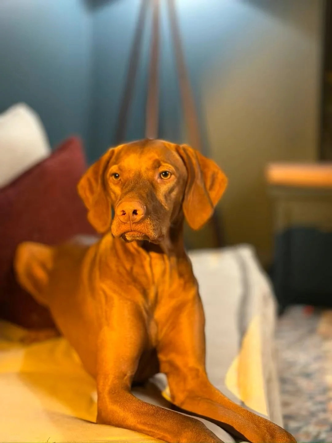 Some of these make me laugh so hard #fyp #trending #dog @chels.ea_