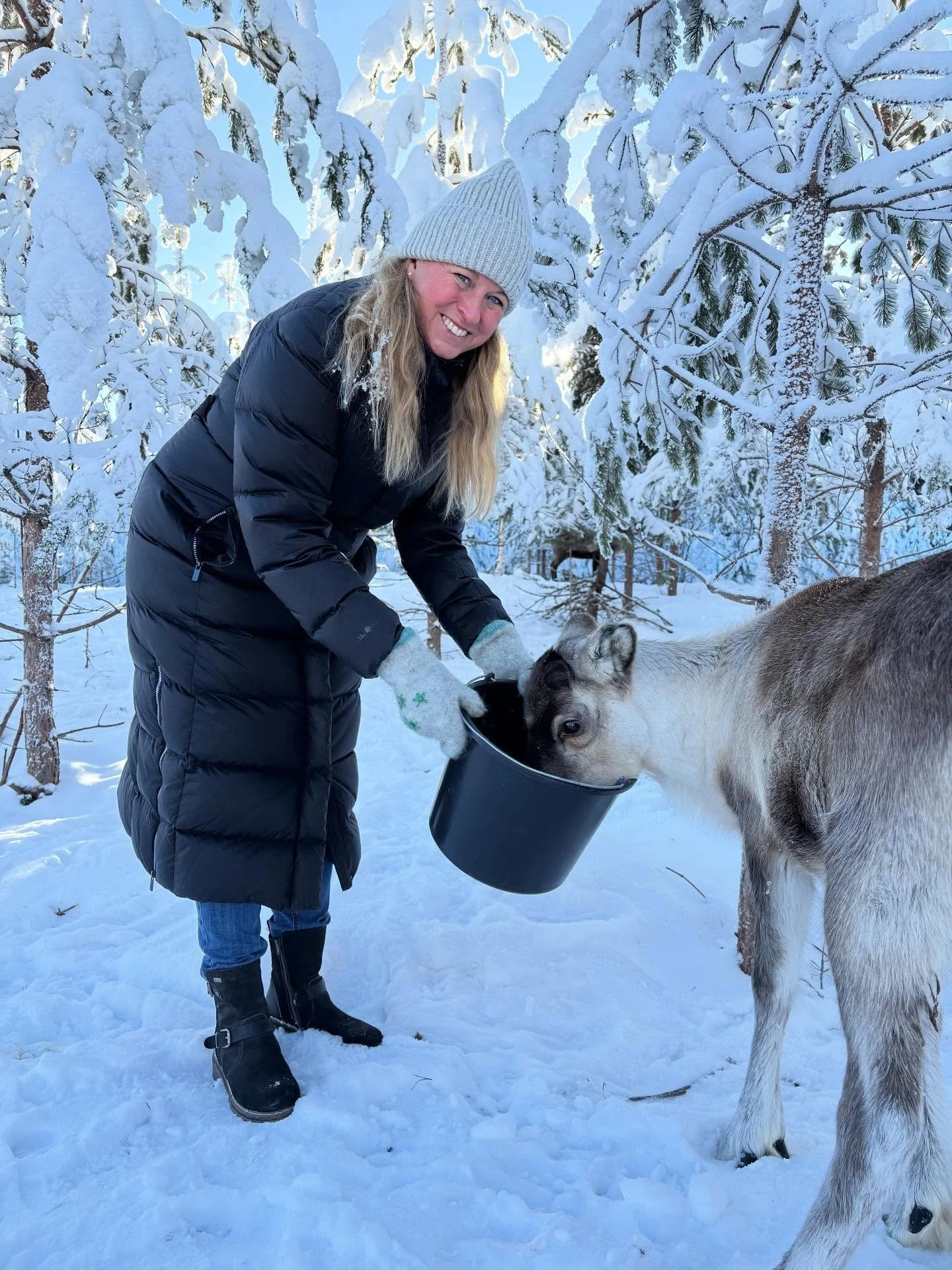 Bes&ouml;k p&aring; Samireindeer i B&auml;linge utanf&ouml;r Lule&aring;, ett familjef&ouml;retag som riktar sig till bes&ouml;ksn&auml;ringen med renen och den samiska kulturen i centrum. 

De &ouml;ppnade upp i december och redan nu har de haft bes