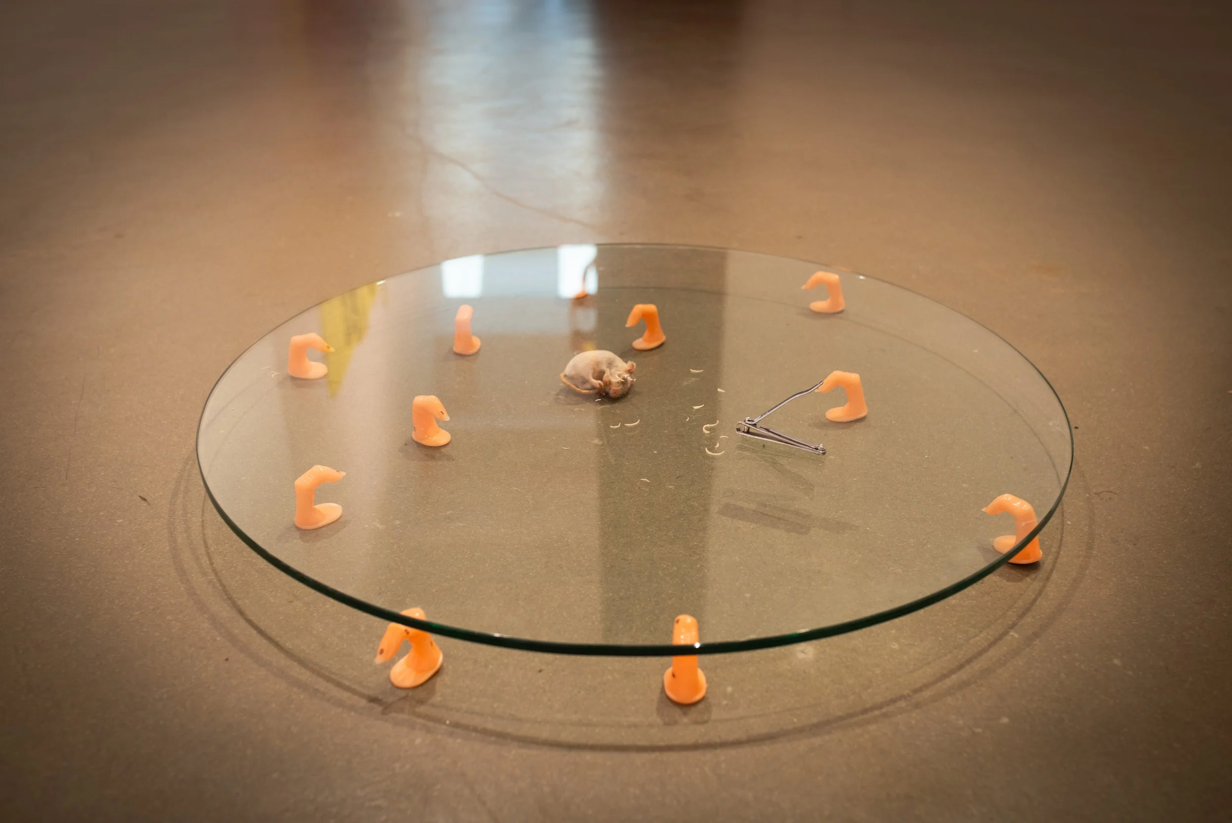 The Mouse Who Ate Fingernails, 2023. Glass, model fingers, acrylic stickers, model mouse, fingernail clippings, nail clipper — 60 x 60 cm