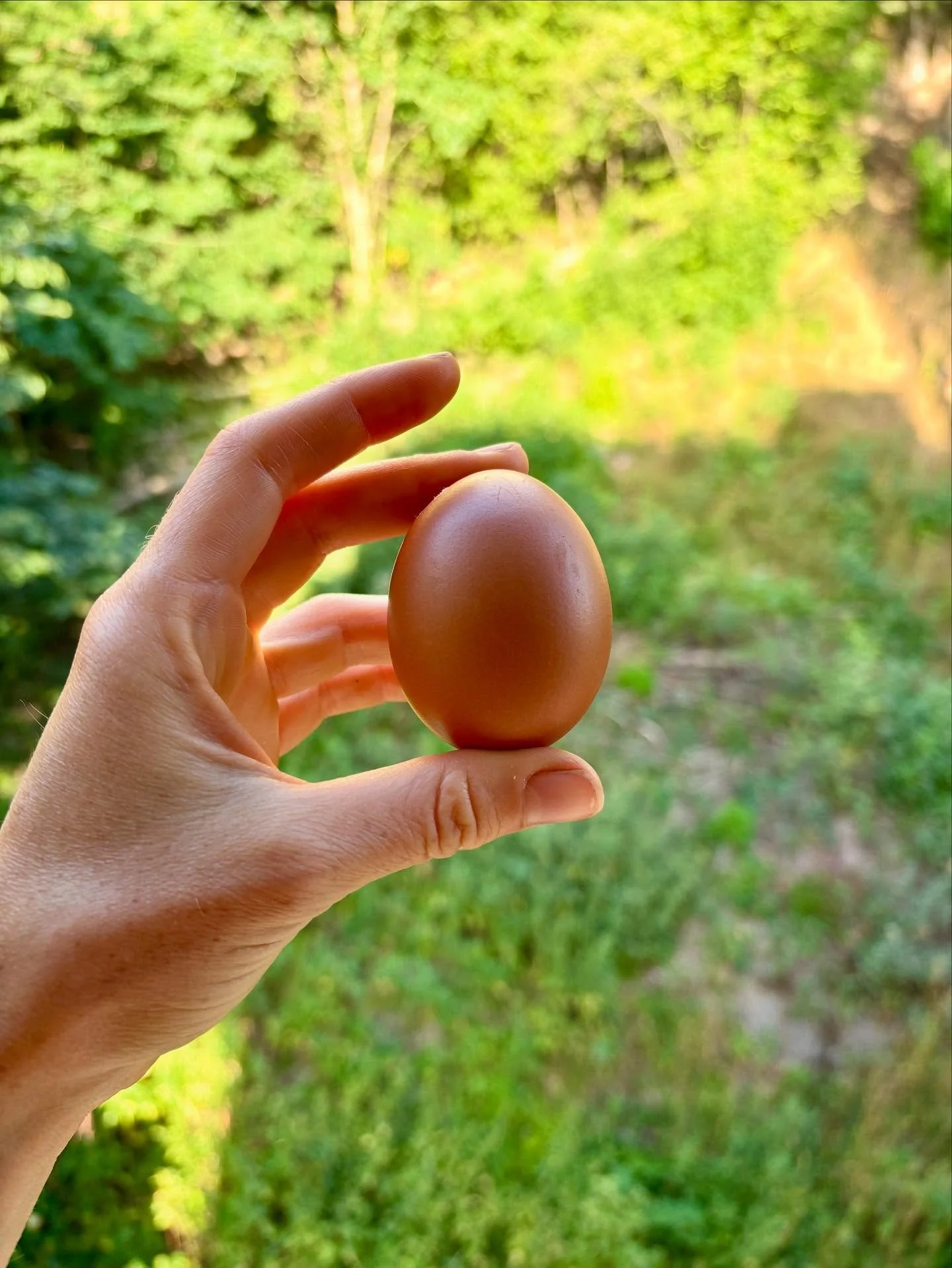 🥚 Did you know your fatty acid intake directly affects your egg and sperm quality?

Hens are meant to eat bugs, weeds, and hay.
 But today, most are fed flax, soy, seed oils, and grains. Even &ldquo;free-range&rdquo; or &ldquo;organic&rdquo; eggs of
