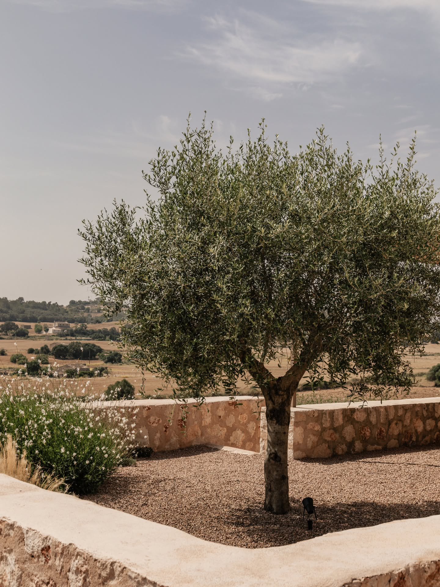 The olive tree stands still, 
its roots tracing stories 
beneath the stone. 

Here, time does not hurry. 
It listens &mdash; 
to the hum of fields, 
to the breath of warm 
wind crossing ancient walls. 

Every branch, 
every leaf, 
holds the memory 
o