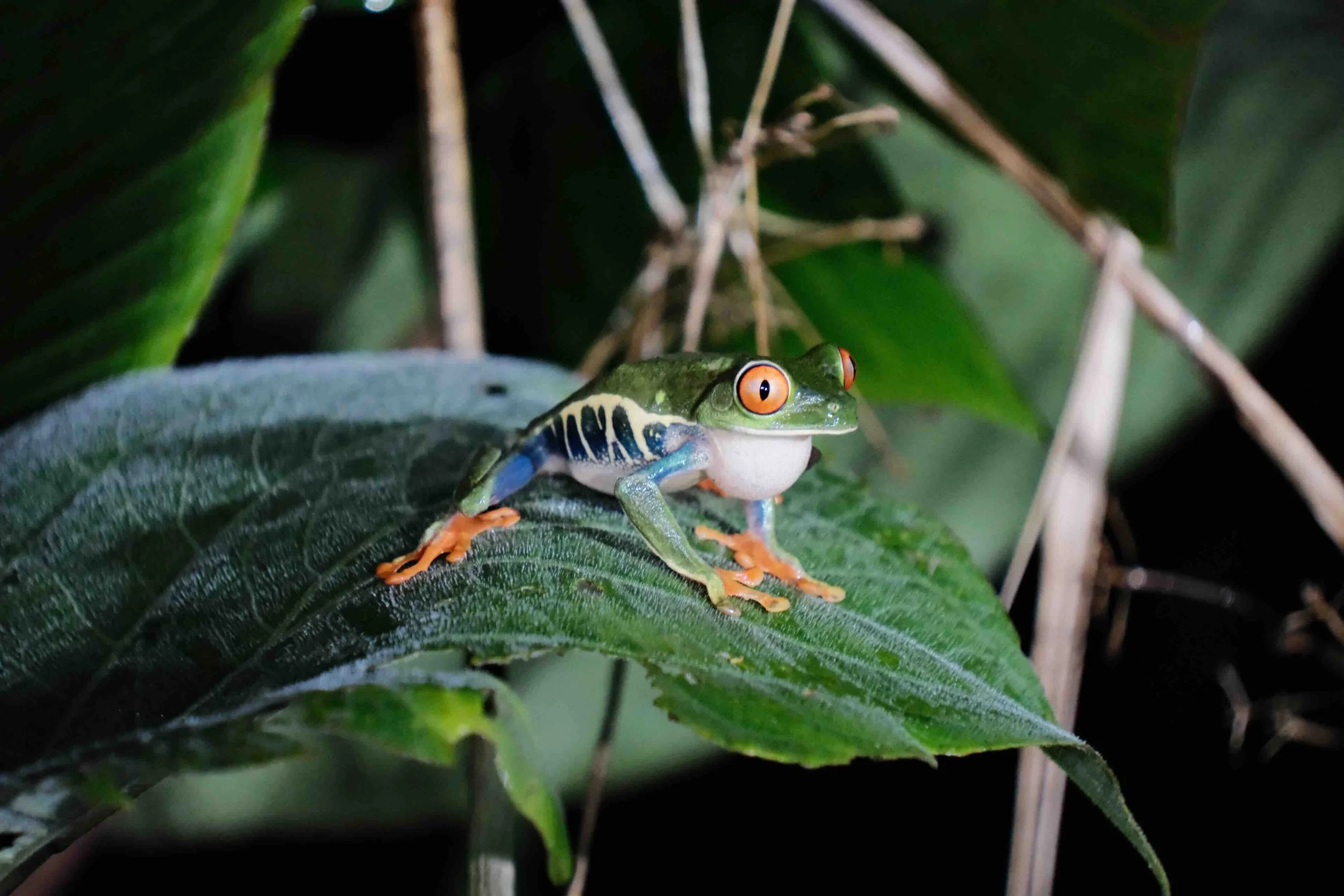 Costa Rica Autentico: Tra il Río Celeste, la Tapir Valley e la Filosofia Pura Vida