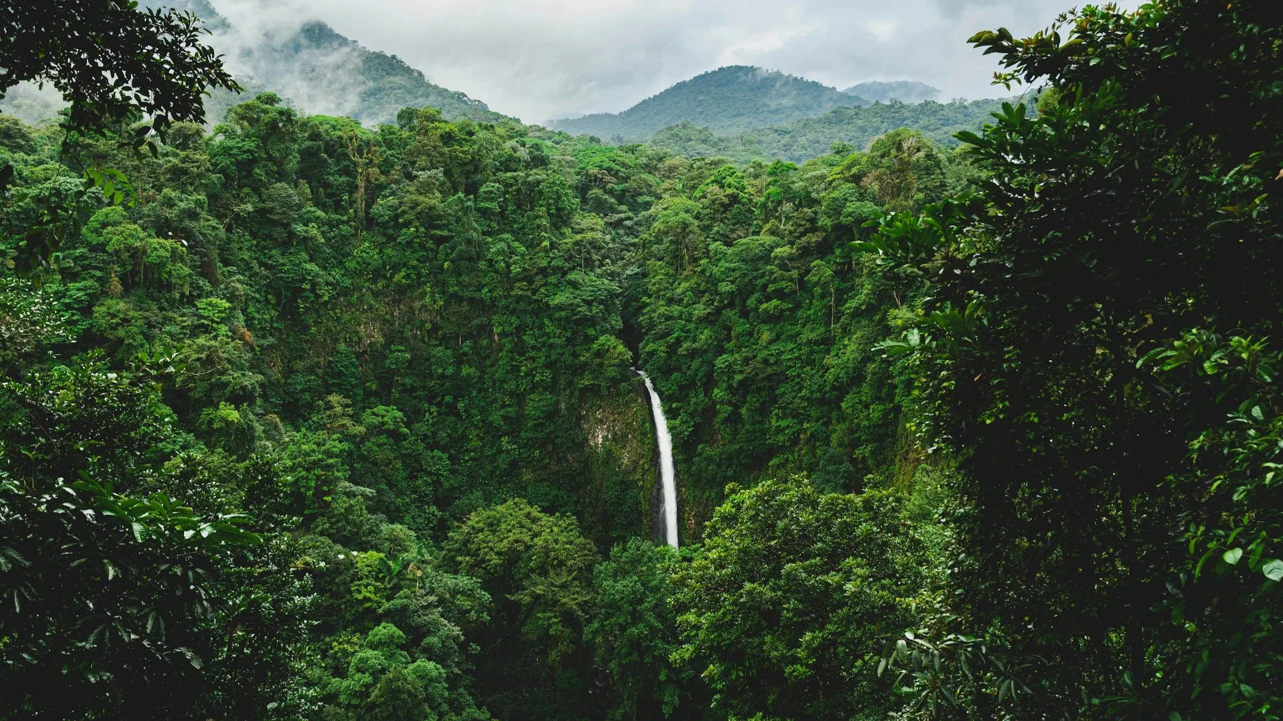 Foresta tropicale in Guayana. Fotografia scattata durante un viaggio d'espolorazione in Guayana.