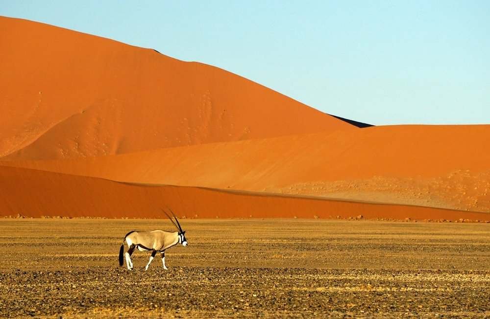 Paesaggio desertico con grande formazione rocciosa rossa e sparse piante secche
