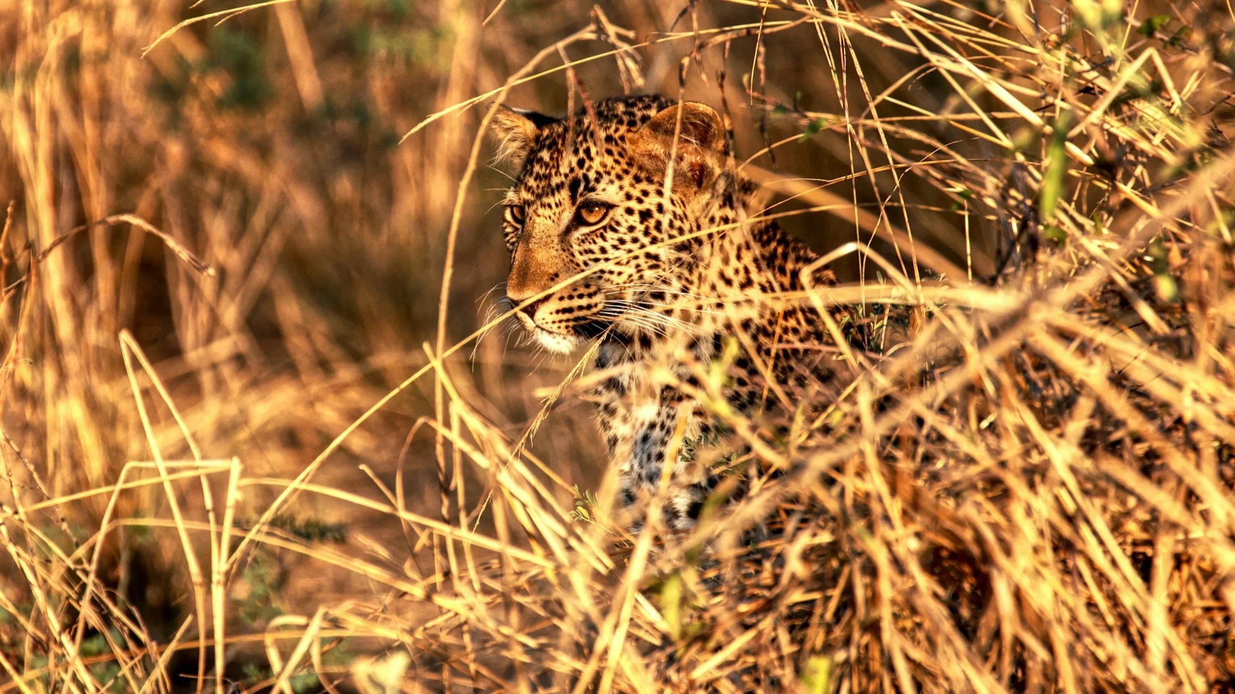 Avvistamento di un leopardo durante un safari in Zambia nel Parco Nazionale South Luangwa