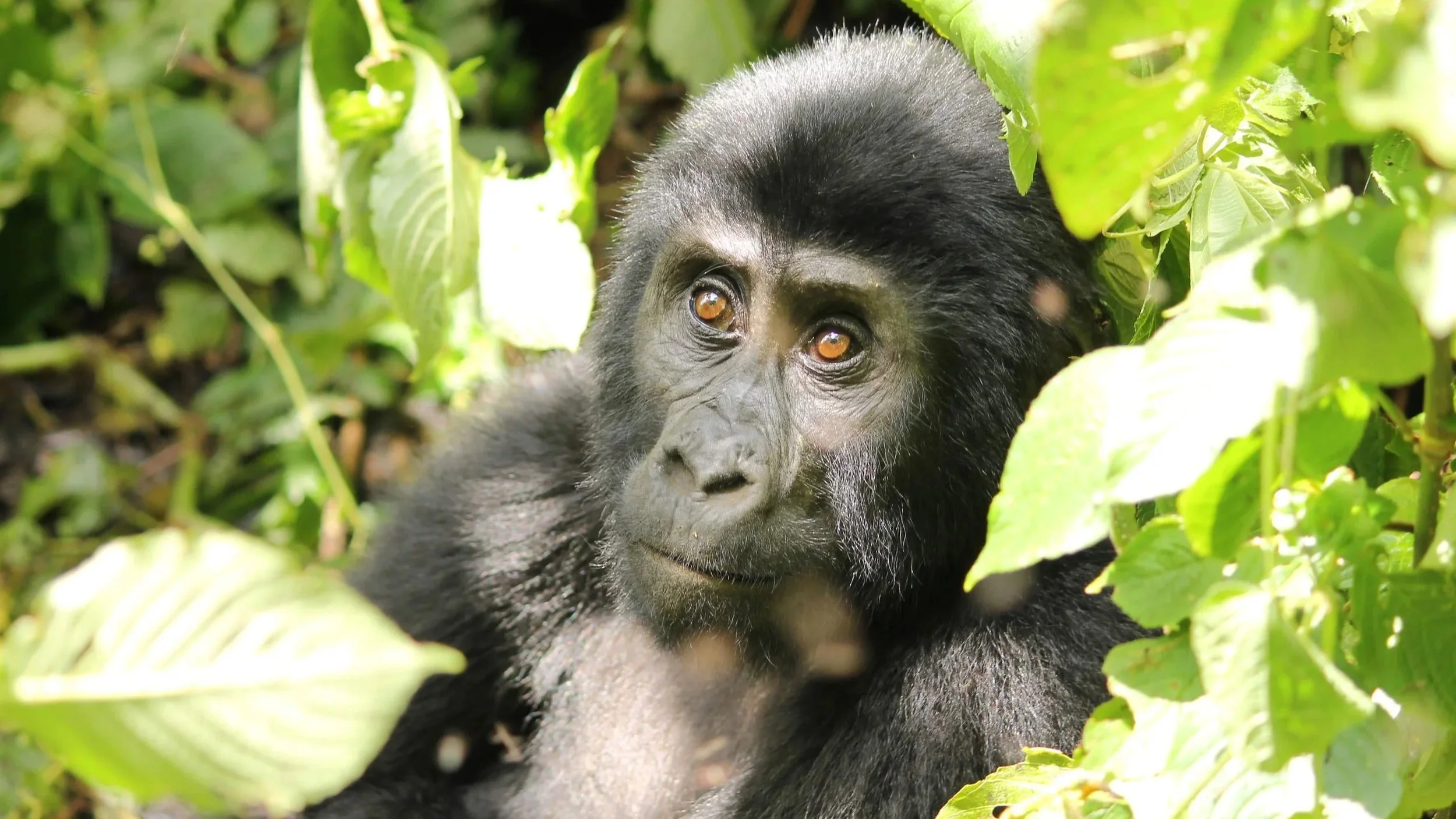 Avvistamento di un gorilla di montagna durante un trekking nel Parco Nazionale del Biwindi in Uganda