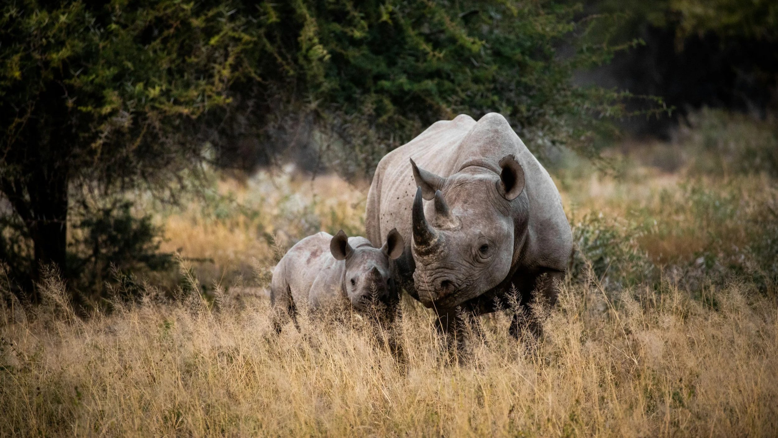 Fotografia scattata durante un safari in Sudafrica di una splendida coppia di rinoceronti neri, una madre con il suo piccolo immersi nella savana africana