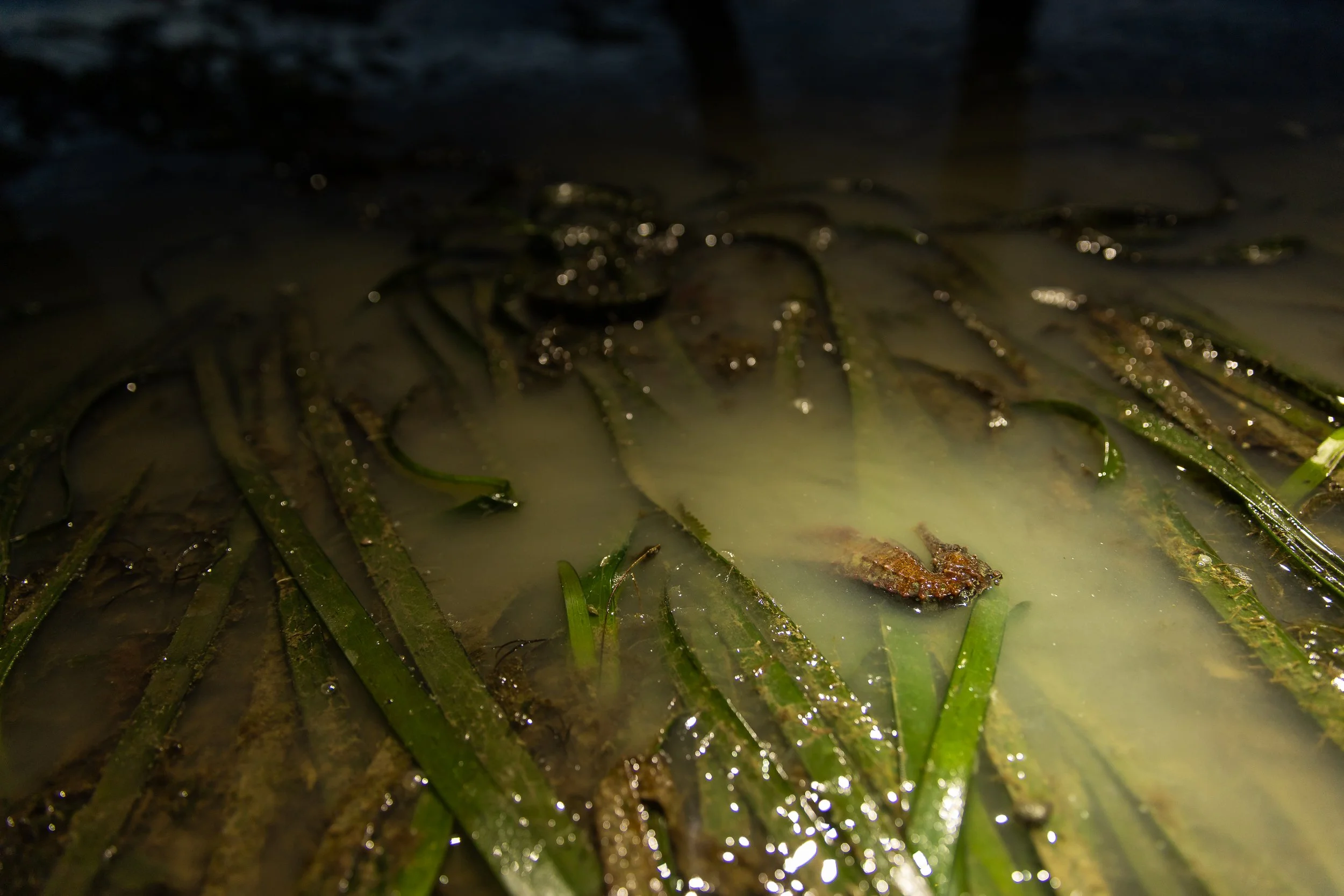 Save Our Seahorses Malaysia x Singapore Oceanarium