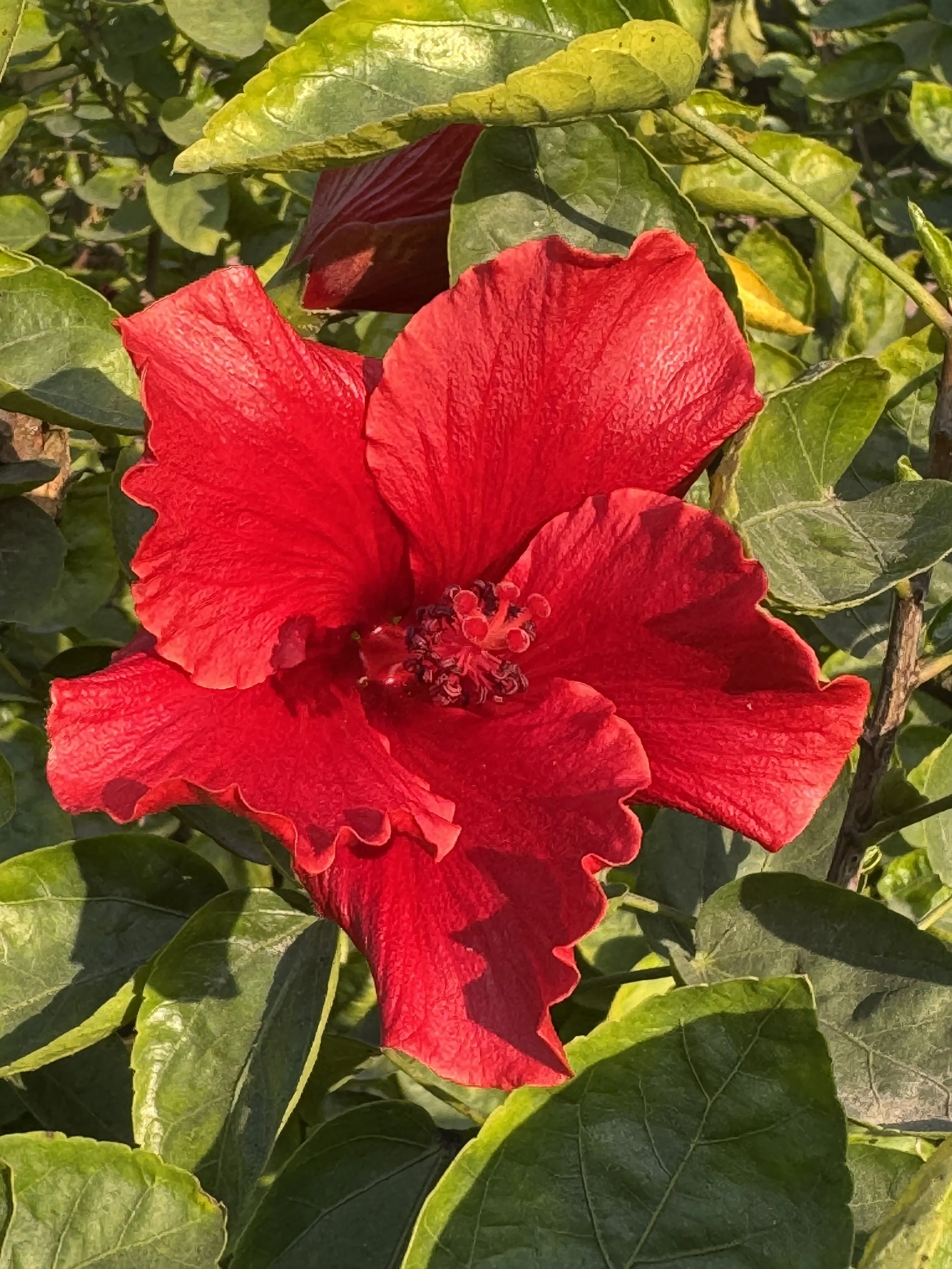 IMG_0414.jpeg